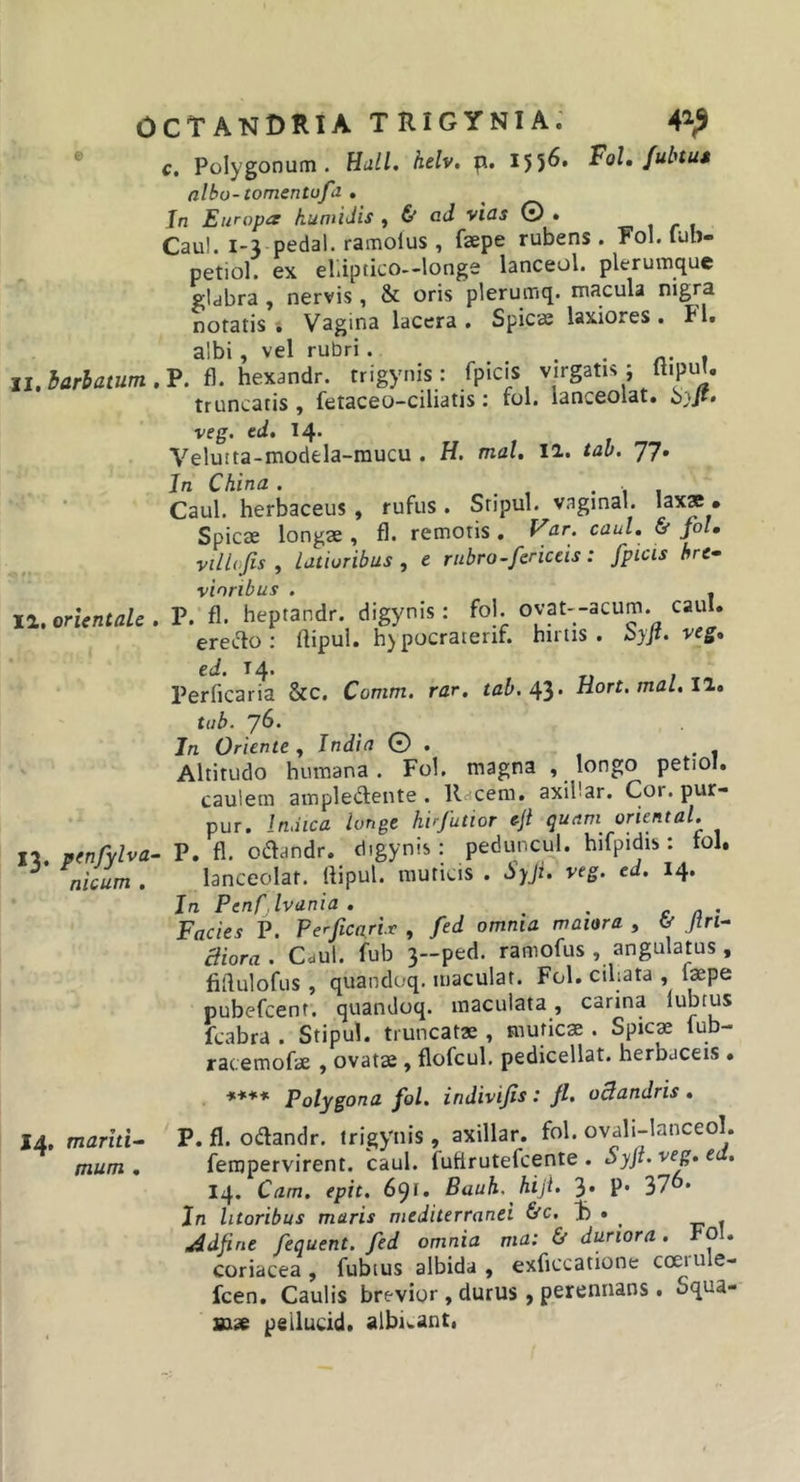 c. Polygonum. Hali, helv, p. 155^* Fol, fuhus albu-iomentufa . Jn Europa fiuniiJis ^ &amp; od vids © • i r t Cau!. 1-3 pedal. ramolus , faepe rubens . Fol. lub- petiol. ex elliptico—longe lanceol. plerumque gldbra , nervis, &amp; oris plerumq. macula nigra notatis Vagina lacera . Spicae laxiores . FI, albi, vel rubri. . • n- 1 Ij. barbatum.'P. fl. hexandr. trigynis ; fpicis virgatis; ftipul. truncatis fetaceo-ciliatis: rol. ianceolat. bjjt» veg. ed, 14* Velutta-modela-mucu . H. mal, 12. tab. 77» In China . . , • i i Caul. herbaceus, rufus . Sripul. vagmai. lax» • Spicae longae , fl. remotis , Var, caul, &amp; folm villojis y Latioribus y t rubro - ferietis : fpicis hre^ vinribus . . 12. orientale . P. fl. heptandr. digynis: fol. ovat--acum. caul. erei^lo ; flipul. h)pocraienf. hiitis . S&gt;j‘. ed. 14. Perficaria &amp;c. Comm. rar. tab, 4'^. Hort.mal.ll» 13. ptnfylva- nicum . 14, mariti’- mum , tub. 76. In Oriente» India 0 . Altitudo humana. Fol. magna , longo petioI. caulem ampledlente . llacem. axiUar. Cor. pur- pur. Indica Longe hirfutior eji quam oriental, P, fl. odandr. digynis: peduncul. hifpidis: fol. Ianceolat. flipul. muticis . S)ji. veg. ed. 14* In Penf.lvania . , c n ' Facies P. Perficarix , fed omnia maiora , ^ Jtrl- aiora . Cdul. fub 3-ped. ramofus , angulatus , fiflulofus , quandoq. maculat. Fol. ciliata , iaepe pubefeent. quandoq. maculata, carina lubfus fcabra . Stipul. truncatae, muticae . Spicae lub- racemofae , ovatae , flofcul. pedicellat. herbaceis . Polygona fol, indivifis: fl, oBandris. P. fl. odandr. trigynis, axillar. fol. ovali-lanceol. ferapervirent. caul. futirutefeente . Syft. veg, ed, 14. Cam. epit. 691. Bauh. hiji. 3. P* 37 • Jn luoribus maris mediterranei &amp;c. J) • Adflne fequent. fed omnia ma: &amp; duriora, Fol. coriacea , fubius albida , exficcatione coerule- fcen. Caulis brevior , durus , perennans . Squa- ux» peilucid. albiwant.