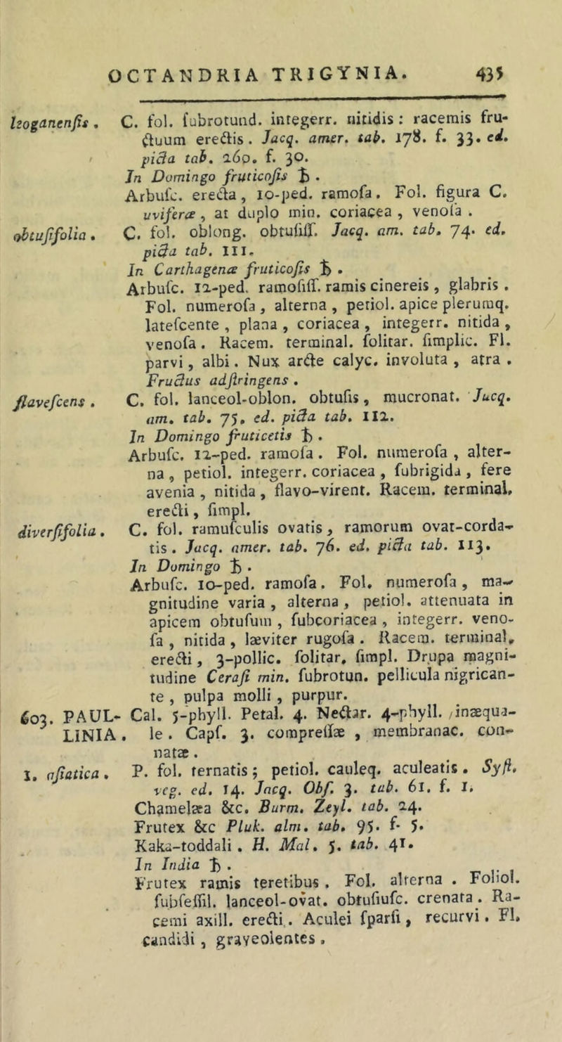 Izoganenfis , obtujifolia fiavefctns , diverfifolia, ^03. PAUL. LINIA I, ojiatica, C. fol. fubrotund. integerr. riiridis : racemis fru- &lt;Jluum eredis. Jacq. amer, tab. J78. f. ci. pi8a tab. i6q. f. '^o. Jn Damingo fruticojis . Arbufc. ereda, 10-ped. ramofa, Fol. figura C. uvifera, ai duplo min. coriacea , venola . C. fol. oblong. obtufiff. Jacq. am. tab, 74. ed. pi^d tab. III. In Carthagena fruticofis • Arbufc. la-ped. rarnofilf. ramis cinereis , glabris. Fol. numerofa, alterna, petiol. apice pleruraq. latefcente , plana , coriacea , integerr. nitida , venofa. Racem. terminal. folitar. fimplic. FI. parvi, albi. Nux arde calyc. involuta , atra . Frudus adjiringens . C. fol. lanceol-oblon. obtufis, mucronat. ‘Jucq. am. tab. 75, ed. pi3a tab. III. Jn Domingo fruticetis t). Arbufc. iz-ped. raraola . Fol. nuraerofa , alter- na , petiol. integerr. coriacea , fubrigida , fere avenia , nitida, flavo-virent. Racem. terminal, eredi, fimpl. C. fol. ramufculis ovatis, ramorum ovat-corda- tis. Jacq. amer. tab. 76. ed. picla tab. I13. Jn Domingo . Arbufc. lo-ped. ramofa. Fol. numerofa, ma-^ gnitudine varia , alterna , petiol. attenuata in apicem obtufum , fubcoriacea , integerr. veno- fa , nitida , laeviter rugofa . Racem. terminaU eredi, 3-pollic. folitar. fimpl. Drupa magni- tudine Ceraji min. fubrotun. pellicula nigrican- te , pulpa molli , purpur. . Cal. 5-phyll. Petal. 4. Nedar. 4-pbyll. Jnaequa- , le. Capf. 3. comprelfae , membranae, con- natae . P. fol. ternatis; petiol. cauleq. aculeatis. Syft. veg. ed. 14- Jacq. Obf. 3* tab. 61. f. I. Chamelaca &amp;c. Burm, Zeyl. tab. 24* Frutex &amp;c Pluk. alm, tab, 95- 5* Kaka-toddali . H. Mal, J. tttb. 4*» Jn India 3) . -r. i- i Frutex ramis teretibus . Fol. alterna . Fonol. fubfeffil. lanceol-ovat. obtufiufe. crenata. Ra- cemi axill. eredi,. Aculei fparfi, recurvi» FI, candidi, graveolentes .