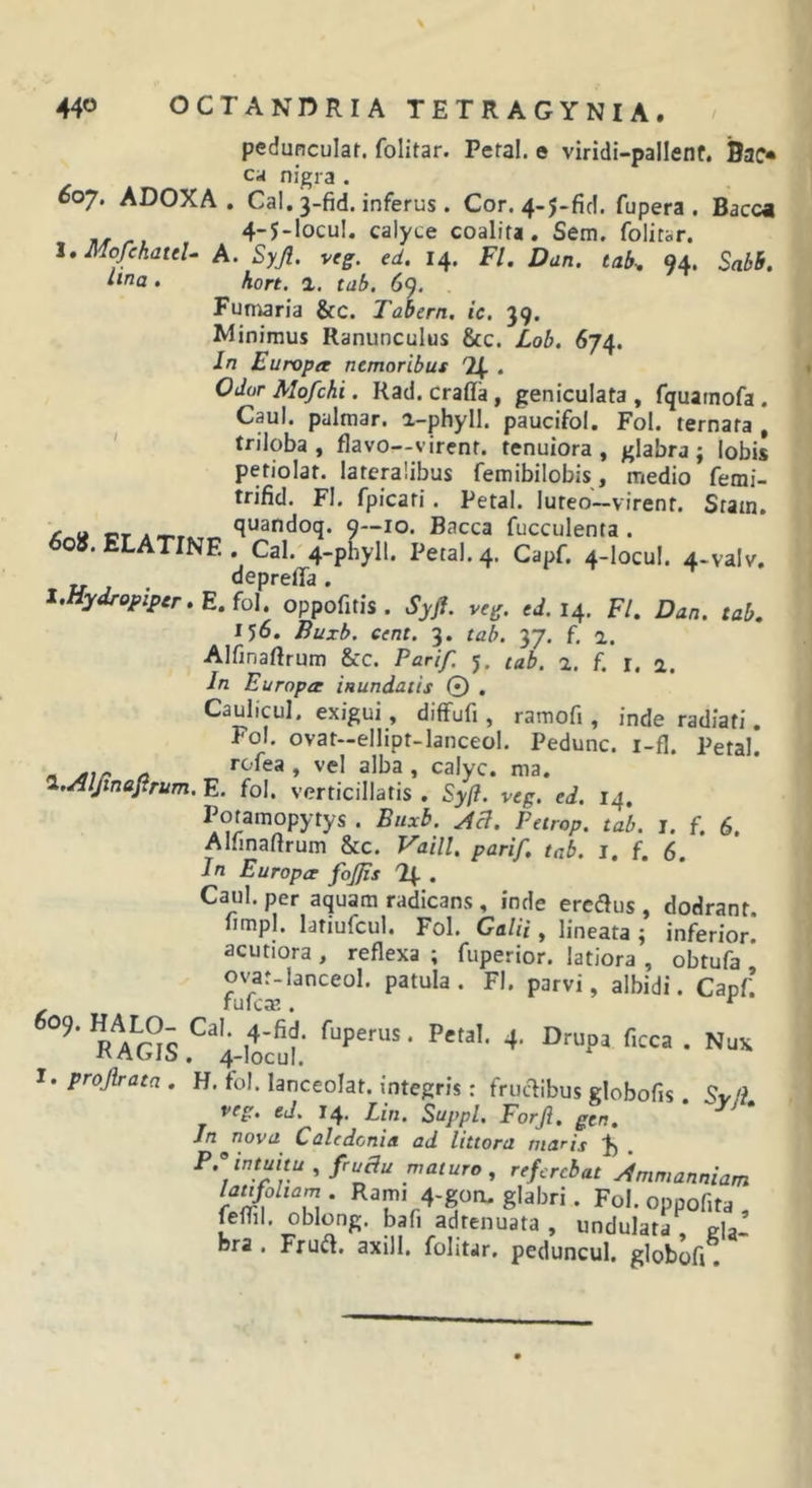 peduncular. folitar. Peral. e viridi-pallenf. CA nigra . C07. ADOXA . Cal. 3-fid. inferus . Cor. 4-j-fif!. fupera . Bacca -- ,, 4-5-locuI. calyce coalita. Sem. folitar. l, MoJekateU A. Syji, veg. ed. 14. FI, Dan. tab-, 94. Sabb, lina . hort. i. tab. 69. Funaria &amp;c. Tabern. ic. 39. Minimus Ranunculus &amp;c. Lob, 674. In Europa nemoribus 2(. . OdorMofcki. Rad. craffa, geniculata, fquamofa . Caul. palmar, a-phyll. paucifol. Fol. ternata , ' triloba , flavo—virent, tenuiora, glabra; lobis petiolat. lateralibus femibilobis, medio femi- trifid. Fl. fpicati. Petal. lureo~virenf. Statn. quandoq. 9—10. Bacca fucculenta . 60». ELATINE . Cal. 4-phyll. Petal. 4. Capf. 4-locul. 4-valv. . deprelTa, lMydropipcr,E,fo\. oppofitis . Syfi. veg. eJ. 14, Fl, Dan. tab, 1^6, Buxb. cent. 3. tab. 37. f, 2. Alfinaftrum &amp;c. Parif. 5. lah. %. f. r. a. Jn Europa inundatis © . Caulicul. exigui, diffufi , ramofi, inde radiati. Fol. ovat—ellipt-lanceol. Pedunc. i-fl, Petal. « j,ir A » c^lyc. ma. l.sSlJtneJtrum. E. fol. verticillatis . Sy(l. veg. ed. 14. • Buxb. Peirop. tab. i. f. 6. Alfinaflrum &amp;c. Vaill, parif, tab. i. f. 6. In Europa fojjis 1\. , Caul. per aquam radicans , inde eredus , dodrant. limpl. latiufcul. Fol. Galii, lineata ; inferior, acutiora , reflexa ; fuperior. latiora , obtufa ovat-lanceol. patula. Fl. parvi, albidi. Capf’ fufem. ^ I. projlrata , H. fol. lanceolat. integris: fructibus globofis. Sv/i veg. ed. 14, Lin. Suppi. For fi, gen, * • Jn nova^ Caledonia ad littora maris . maturo , referebat Ammanniam Wo/z.jn . Ram, 4-gon. glabri. Fol. oppof.ta , feffil. oblong. jjafi adtenuata , undulata , eia- bra . Fru(Jl. axill. folitar. peduncul. globofi.