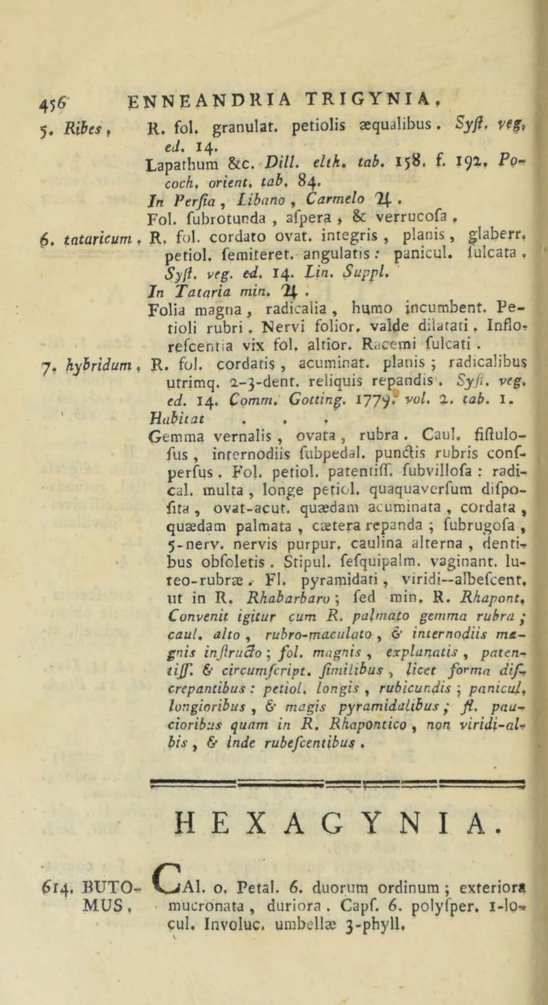 45f ENNEANDRIA TRIGYNIA, 5. Rihest R. fol. granulat. petiolis aequalibus. Syfi. y(g, ed. 14. Lapathum Sic.^DHl. elth, tab. 158. 19^» coch, orient, tab, 84. Jn Perjia , Libano , Carmelo . Fol. fubrotunda , afpera , &amp; verrucofa . $. tataricum, R. fol. cordato ovat, integris , planis, ^laberr, petiol. feraiteret. angulatis: panicul. lulcata . Syft. veg. e-d. 14. Lin. Suppi. Jn Tataria min. % . Folia magna, radicalia, humo incumbent. Pe- tioli rubri. Nervi folior, valde dilatati, Inflo? refcentia vix fol. altior. Racemi fulcati . 7. hybridam, R. fol. cordatis , acuminat, planis ; radicalibus utrimq. a-3-dent. reliquis repandis . Syji. veg. ed. 14. Comm. Cotting. vol, 2. tab. I. Jiabiiat , , , Gemma vernalis , ovata , rubra . Caul. fiflulo- fus , internodiis fubpedal. pundis rubris conf- perfus . P'ol. petiol. pateniilT. fubvillofa : radi- cal. multa , longe petiol. quaquaverfum difpo- fita , ovat-acut. quaedam acuminata , cordata , quaedam palmata , caetera repanda ; fubrugofa , 5-nerv. nervis purpur. caulina alterna , denti-? bus obfoletis. Stipul. fefquipalm. vaginant. lu- teo-rubrae. FI. pyramidati, viridi—albefcenr, ut in R. Rhabarbaru; fed min. R. Rhapont^ Convenit igitur cum R. palmato gemma rubra caul, alto , rubro-maculato , &amp; internodiis ma- gnis injlrtiSofol. magnis^ explanatis ^ paten- tijf. &amp; circumfcript, Jimilibus , licet forma dif, crepantibus : petiol. longis , rubicundis ; panicula longioribus , 6' magis pyramidalibus ,• fi. pau- cioribus quam in R. Rhapontico , non viridi-aU bis , &amp; inde rubefcentibus . HEXAGYNIA. RUTO- OjAI. o. Petal. 6. duorum ordinum ; exterior* MUS , mucronata , duriora . Capf. 6. polyfper. i-lo-» cul. Involuc. umbellae 3-phyU,