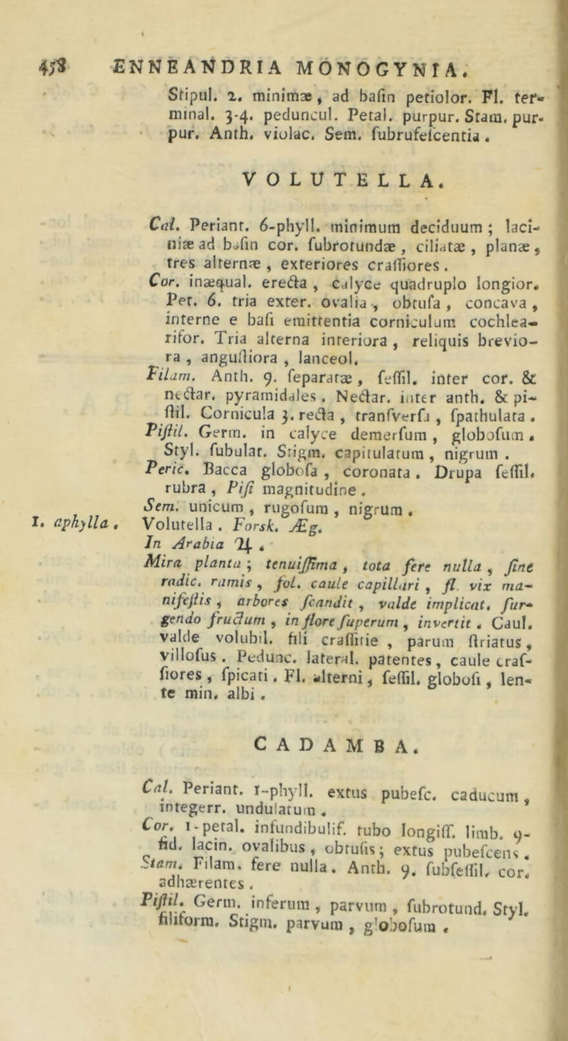 ' Stipul. 1, minimse, ad bafin petiolor. FI. ter- minal. 3-4. peduncul. Petal. purpur. Stam. pur- •' pur. Anth, violae. Sem. fubrufelcenfia. VOLUTELLA. Cai, Perianr. 6-phyIl. minimum deciduum ; laci- niae ad bafin cor. fubrotundae , ciliatae, planae, tres alternae, exteriores cralfiores. Cor. inae^ual. erefta , calyce quadruplo longior, • Pet. 6. tria exter, ovalia, obtula , concava, interne e bafi emittentia corniculum cochlea- rifor. Tria alterna interiora, reliquis brevio- ra , anguAiora , lanceol. Anth. 9. fepararae, feflTil. inter cor. &amp; ntdar. pyramidales. Nedar. inter anth. &amp; pi- flil. Cornicula 3. recola , tranfverfj , fpathulata . Pijiil. Germ. in calyce deraerfum, globofiim &lt; Styl. fubulat. Srigm. capiiulatura , nigrum . Peric. Bacca globofa , coronata. Drupa feffil* rubra , Fiji magnitudine . Sem. unicum , nigofura , nigrum , 1. aphylla , Volutella . Forsk. jF.g. Jn Arabia Tf « ' Mira planta -, tenuljflma, tota fere nulla , fine radie, rumis , foL, caule capilLiri , fl. vix rna— nifejiis , arbores fcanjit , valde implicat, fur-^ gendo frudum , in flore fuperum , invertit, Caul. valde volubil. hli cralfirie , parum ftriatus, villofus. Pedunc. lateral. patentes, caule craf- fiores , fpicati. Fl. alterni, feffil. globofi, len- te min. albi. C A D A M B A. r Cal, Penant. i-phyll. extus pubefe. caducum, integerr. undulatum , Cor. I-petal. intundibulif, tubo longiff, limb. 9- hd. lacin. ovalibus, obtufis; extus pubefeens. ..tam, Filara. fere nulla. Anth. 9. fubfeffil, cor. adherentes . Pifil, Gerni. inferum , parvum , fubrotund. Styl. niitorra, Stigm. parvum , g'obofum «