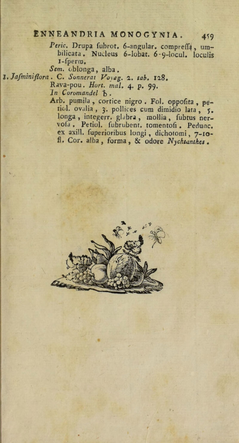 i ENNEANDRIA MONOGYNIA. 459 Peric. Drupa fubrot, 6-anguIar. comprefT^, um- bilicata, Nucleus 6-lobat. 6-9-locul. loculis l-fperm, Sem. oblonga, alba. I, Jafminlflorci. C. Sonnerat Voyag, a. tah» ia8, Rava-pou, Hort. mal, 4. p. 99. In Corumandel t). Arb. pumila , cortice nigro . Fol. oppofita , pe- liol. ovalia , 3. pollices cum dimidio lata , 5, longa , integerr. glabra , mollia , fubtus ner- vofa . Petioj. fubrubenr, tomentofi. Pedunc. ex axill. fuperioribus longi, dichotomi, 7-10- fl. Cor. alba, forma, &amp; odore Nycktanikes. I