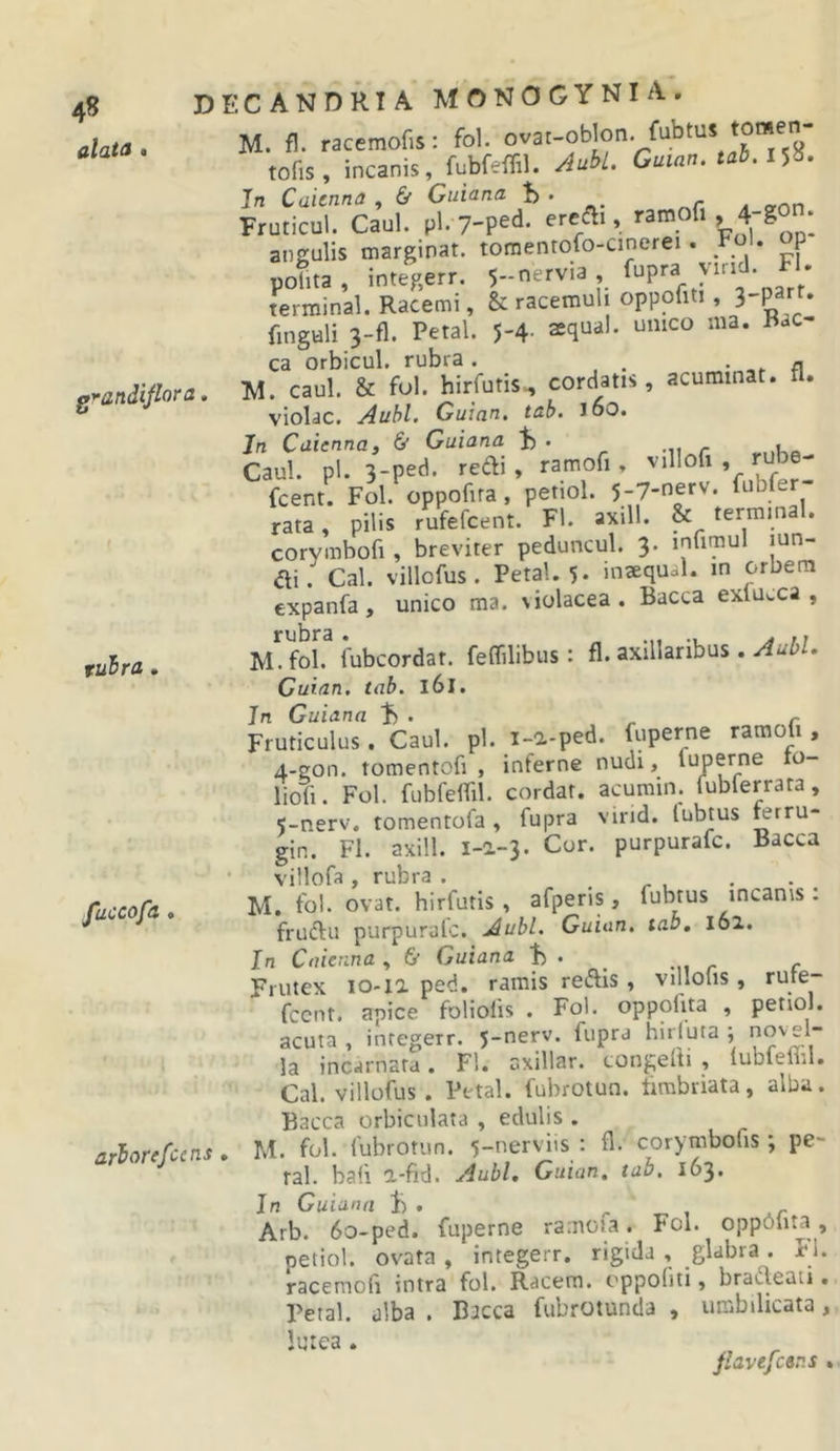 4« alata DECANDRIA MONOGYNIA. ^'•andifiora, ruhra . M. fl. racemofis: fol. fubtus tomen- tofis, incanis, fufafeffl. Aubl. Guian. tai, 1^'d, Jn Caienna , &amp; Guiana {&gt; . Fruticul. Caul. pl. 7-ped. erccfli, I angulis marginat, toraentofo-cinerei. Fol. op polita, integerr. 5-nervia fupra v.nd. FL terminal. Racemi, &amp; racemuli oppofiti , finguli 3-fl. Petal. 5-4- ^squal. umeo ma. F&lt;iC- ca orbicul. rubra . • a IVI. caul. &amp; fol. hirfutis., cordatis, acuminat, tl. violae. Auhl. Gulan, tah. 160. Jn Caiennat 6 Guiana 1) . , Caul. pl. 3-ped. redi, ramofi, villofi , rube- feent. Fol. oppofira, petiol. 5-7-nerv. fubfer- ram, pilis rufefeent. Fl. axill. &amp; terrmnal. corymbofi , breviter peduncul. 3. infimul lun- Cal. villofus. Petal. 5. inaequal. in orbem expanfa, unico ma. siolacea. Bacca exlucca , IVL foL fubcordat. feflilibus: fl. axillaribus . AubL Cuian. tab. 161, Jn Guiana ^ ^ Fruticulus. Caul. pl. i-a-ped. fuperne raraofi, 4- gon. tomentofi , inferne nudi, ‘Uijerne 10- liofi. Fol. fubfeffil. eordat. acumin. fubferrata, 5- nerv, tomentofa , fupra virid. lubtus mrru- gin. FI. axill. i-a-3. Cor. purpurate. Baeca villofa, rubra . ^ . M. fol. ovat, hirfutis , afpens, fubtus incanis : fruftu purpurate. Aubl. Guiun. tab. 161. Jn Caienna, &amp; Guiana h . ^ . Frutex 10-11 ped. ramis reftis, villolis, rure- fccnt. apice foliotis . Fol. oppofita , petiol. acuta , integerr. 5-nerv. fupra hirluta ; novel- la incarnata. Fi. axillar. congelti , tubieml. Cal. villofus . Petal. fubrotun. tirabriata, alba. Bacca orbiculata , edulis . arborefcens . M. fol. fubrotun. 5-nerviis : fl. corymbofis; pe- ral. bali l-fid. Aubl. Guian, tab. 163. Jn Guiana 1) . , _ , Arb. 60-ped. fuperne ramoia. Fol. oppotita, petiol. ovata , integerr. rigida , glabra . Fl. racemofi intra fol. Racem. oppofiti, bracteati. Petal. alba . Bacca fubrotunda , umbilicata, lutea . fuccofa Jlavefcar.s .