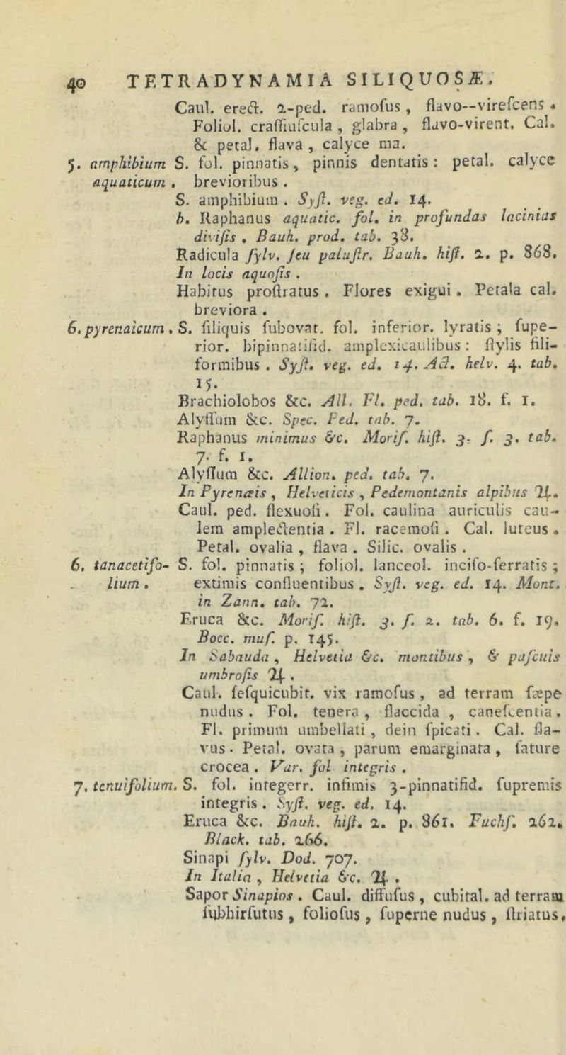 Caul. ere&lt;ft. a-ped. ramofus, flavo—virefcens « Foliol. craftiufcula , glabra , flavo-virent. Cal, Sc petal. flava , calyce ma. 5. amphibium S. fol. pinnatis, pinnis dentatis: petal. calyce aquaticum , brevioribus . S. amphibium . Syji. veg. ed. 14. b. Raphanus aquatic. fol. in profundas lacinias divi/is . Bauh. prod. tab. 3^. Radicula fylv. Jeu palufir. Bauli, hifi. 2. p. 868. In locis aquo/is . Habitus proflratus . Flores exigui. Petala cal. breviora . 6. pyrenaicum. S. filiquis fubovar. fol. inferior, lyratis ; fupe- rior. bipinnatifid. amplexicaulibus: flylis fili- formibus . Syji. veg. ed. 14. Aci. helv. 4. tab. 15. Rrachiolobos &amp;c. All. I:l. ped. tab. 18. t. I. Alyllimi tkc. Spsc. FeJ. tab. 7. Raphanus minimus &amp;c. Morif. kifi. 3- f 3. tab. 7. f. I. AlyfTum &amp;c. Allion. ped. tab. 7. In Py re neris , Helveticis , P e dt montanis alpibus It. Caul. ped. flcxuoli. Fol. caulina auriculis cau- lem ampledentia . FI. racemofi . Cal. luteus. Petal. ovalia , flava . Silic. ovalis . 6. tanacetifo- S. fol. pinnatis ; foliol. lanceol. incifo-ferratis; lium . extimis confluentibus . Syji. vcg. ed. 14. Mont. in Zann. tab. 12. Eruca &amp;C. Morif. kifi. 3. f. a. tab. 6. f. 19. Bocc. muf. p. 145. In Sabauda, Helvetia &amp;c. montibus, 6’ pafcuis umbrofis I\ . Caul. fefquicubit. vix ramofus, ad terram Repe nudus. Fol. tenera, flaccida , canefcentia. FI, primum mnbellati , dein fpicati. Cal. fla- vus • Petal. ovata , parum emarginata , lature crocea . Var. fol integris . 7. tcnuifolium. S. fol. integerr. infimis 3-pinnatifid. fupremis integris . Syji, veg. ed. 14. Eruca Scc. Bauh. hifi. 2. p. 861. Fuchf. 162. Black, tab. 266. Sinapi fylv. Dod. 707. In Italici , Helvetia 6'c. n- Sapor binapios . Caul. difiufus, cubital, ad terraoi iiibhirfutus, foliofus, fuperne nudus, llriatus.