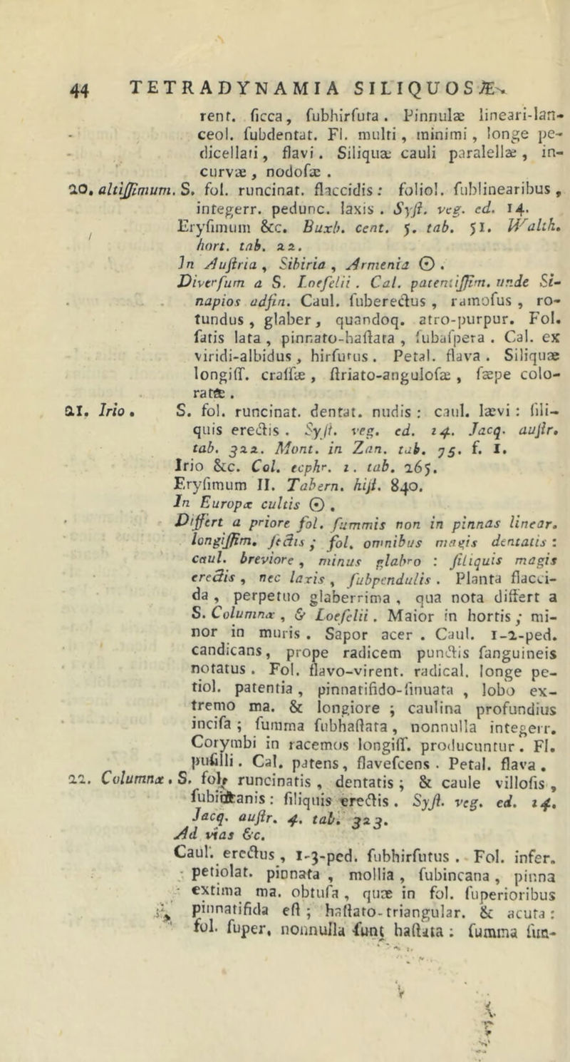 rent. ficca, fubhirfura. Pinnulae lineari-lan- ceol. fubdentat. FI. multi, minimi, longe pe- dicellati, flavi. Siliqua; cauli paralella:, in- curvae , nodofic . 20, altiffimum. S. fol. runcinat, flaccidis: folio!, fublinearibus , integerr. pedunc. laxis . Syfi. vcg. cd. 14. Eryfimum &amp;c. Buxb. cent. 5. tab. 51. Walih. hort. tab. n, In slujiria , Sibiria , Armenia © . Divvfum a S. Lnefelii . Cal. pacentijjlm. nr.de Si- napios adfin. Caul. luberedus , rainofus , ro- tundus , glaber, quandoq. atro-purpur. Fol. fatis lata , pinnato-halfara , fubafpera . Cal. ex viridi-albidus , hirfurus . Petal. flava. Siliquae longifif. craffie, flriato-angulofze , fsepe colo- rata . Stl. Irio . S. fol. runcinat, dentat. nudis: caul. laevi: (ili— quis eredis. Syji. veg. ed. 14.. Jacq. aujlr. tab. jaa. Mont. in Zan. tab. 75. f. I. Irio 8cc. Coi. tcphr. 1. tab. 165. Eryfimum II. Tabem, hijl. 840. In Europx cultis © . Differt a priore fol. fummis non in pinnas linear. longijfm. feclis ‘ fol. omnibus magis dentalis: caul. breviore , minus glabro : Jiliquis magis ereSis , nec laris , fubpcndults . Planta flacci- da , perpetuo glaberrima , qua nota differt a S. Columna-, &amp; Loefclii. Maior in hortis y mi- nor in muris . Sapor acer . Caul. i-a-ped. candicans, prope radicem pundis fanguineis notatus . Fol. flavo-virent. radical. longe pc- tiol. patentia, pinnarifido-linuata , lobo ex- tremo tua. &amp; longiore \ caulina profundius incifa ; fumma fubhadata, nonnulla integerr. Corymbi in racemos longiif. producuntur . FI. pufilli. Cal. patens, flavefcens . Petal. flava. C olttttttiac * S. folf runcinatis , dentatis ; &amp; caule villofis , fubicfcanis : filiquis eredis . Syji. veg. cd. 14. Jacq. auftr. 4. tab. na. u4d vias &amp;c. Caul. ercdus, 1-3-ped. fubhirfutus . Fol. infer, petiolat. pinnata , mollia, fubincana, pinna extima ma. obtufa, quae in fol. fuperioribus piunatifida efl ; haflato-triangular. &amp; acuta : fol. fuper, nonnulla funt haflaia; fumma fua- v *