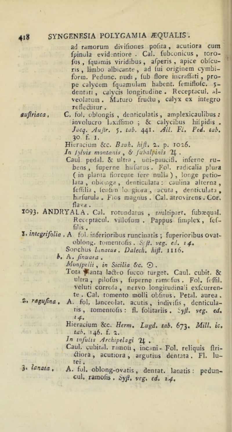 ad ramorum divifiones pofita, acutiora cum fpinula evid.ntiore . Cal. fubconicus , toro- fus, iquamis viridibus, afperis , apice oblcu- ris , limbo albicante , ad (ui originem yymbi- form. Pedunc. nudi , fub flore incraffati, pro- pe calycem fquamulam habent, femiflofc. 5- dentati , calycis longitudine . Receptacul. al- veolatum . Maturo fructu, calyx ex integro reflectitur. auflriaca. C. fol, oblongis, denticulatis, amplexicaulibus; involucro Lxiflimo ; &amp; calycibus hiipidis . Jacq. Aujir. 5. tab. 441. Ati. Fl. Ped. tab, 30 f. 1. Hieracium &amp;c. Bauli. hift, 2. p. 1026. In /y/vis montanis , &amp; Jubalpinis . Caul pedal. &amp; ultra , uni-paucif). inferne ru- bens , fuperne hufutus. Fol. radicalia plura ( in planta florente fere nulla ) , longe petio- lata , oblonga , denticulata : caulina alterna , feffilid , (enlim !o. giora , acuta , denticulata , hirfutula . Flos magnus. Cal. atros irens . Cor. flava . 1093» ANDRYALA. Cal. rotundatus , multiparf. fubaequal. Receptacul. villofum . Pappus fimplex, fef- filis . I. integri folia , A fol. inferioribus runcinatis ; fuperioribus ovat- oblong. tomentofis . Se Jt. veg. ed. 14. Sonchus lanatus. Daleck. hift. IIl6. b, A. f nuat a . Monjpeiii , in Sicilia &amp;c. 0 . Tota fTianta ladro fucco turget. Caul. cubit. &amp; ultra , pilofus , fuperne ramofus . Fol. feflil, veluti corrofa , nervo longitudina’i exfcurren- te . Cal. tomento molli obfitus. Petal. aurea. S. ragujina, A. fol. lanceolat. acutis, indivifts, denticula- tis , tomentofis: fl. folitariis . iyft. veg. ed, '4- Hieracium 8cc. Herm. Lugd. tab. 673. Mill. ic, tab. 146. f. 2. Jn infulis Archipelagi 74. . Caul. cubital, ramofi, incani - Fol. reliquis ftri- (ffiora, acutiora, argutius dentata. Fl. lu- rei. A. fui. oblong-ovatis, dentat. lanatis: pedun- cul, ramofis . Syfl, veg. ed. 14, 3‘ lanata ,