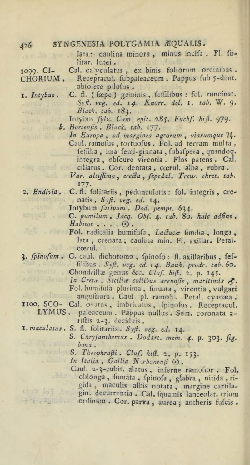 lata: canlina minora , minus incifa . FI. fo- litar. lutei . 1099. CI- Cal. calyculatus , ex binis foliorum ordinibus . CHORIUM . Recepracul. fubpaleaceum . Pappus fub 5-dent. obfolete p.lofus . 1. Intybus. C. fi. ( faepe ) geminis, feffilibus : fol. runcinat. Syft. veg. ed. 14. Knorr. dei. i. tab. W- 9* Black, tab. 183. Intybus fylv. Cam. epit. 285. Fuchf. hift. 979- b. Hortenfis . Black, tab. IJJ, In Europa , ad margines agrorum , viarumque Caul. ramofus , tortuofus. Fol. ad terram multa, feliilia , ima femi-pinnata , fubafpera , quandoq. integra, obfcure virentia. Flos patens. Cal. ciliatus . Cor. dentata , coerul. alba , rubra . Var. alujjtniu , erecta , fcpeJal. Trew. ehret. tab. 177* 2. Endivia. C. fi. folitariis , pedunculatis: fol. integris, cre- natis. Syft. veg. ed. 14. Intybum fativum . Dod. pempt. 634. C. pumilum . Jacq. Obf. 4. tab. 80. huic adfine . Habitat ....©. Fol. radicalia humifufa , Lactuca (imilia , longa , lata, crenata ; caulina min. FI. axillar. Petal. coerul. 3. fpinofum . C. caul. dichotomo , fpinofo : fi. axillaribus , fef- filibus . Syft. veg. cd. 14. Bauh. prodr. tab. 60. Chondi illae genus &amp;c. Cluf. hift. 2. p. 145. In Creta: , Sicilire collibus artnofts , maritimis rf. Fol. humifula plurima , linujta , virentia , vulgari angufliora . Caul pl. ramofi. Petal. cyaoaea . 1100, SCO- Cal. ovatus, imbricatus, fpinofus. Receptacul. LltMUS. paleaceum . Pappus nullus. Sera, coronata a- riftis 2-3. deciduis. I.maculatus. S. fi. folitariis. Syft. veg. ed. T4. S. Chryjanthemus . Dodart. mem. 4. p. 303. fig. bon a . S. Theophrafti . Cluf. hift. n. p. 153. Jn Italia , Galha iV irbonenft © . Caul. 2-3-cubir. alatus, inferne ramofior . Fol. oblonga , finuata , fpinofa , glabra , nitida , ri- gida , maculis albis notata, margine cartila- gin. decurrentia . Cal. fquamis lanceolat. trium ordinum . Cor. parra , aurea ; antheris fulcis *