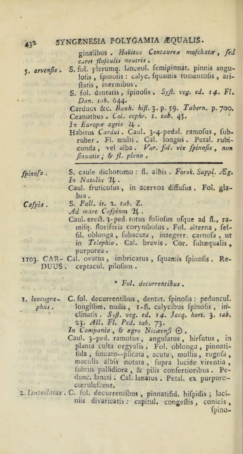 ginalibus . Habitus Centaurea mofckatx , fel curet flujcuhs neutris . j. arvenfis. S. fol. plerumq. lanceol. femipinnar. pinnis angu- lotis, ipinoiis: calyc. fquamis romentoiis , ari- ftaris, inermibus. S. fol. dentatis, Ipinofis . Syft. veg. ed. 14. Fl. Dan. tab. 644* Carduus &amp;c. Bauh. hift. 3. p. 59. Tabem. p. 700. Ceanothus . Coi. ecphr. 1. tab. 45. In Europce agris . Habitus Cardui. Caul. 3-4-pedaI. ramofus, fub- ruber. Fl. multi. Cal. longus. Petal. rubi- cunda , vel alba . Var. fol. vix fpinofis , non finuntis &amp; fl. pleno . fpinofa . S. caule dichotomo : fl. albis . Forsk. Suppi. /Eg. In Natulia . Caul. fruticolus, in acervos diffufus . Fol. gla- bra . Cafpia . S. Pali. it. 1. tab. Z. Ad mare Cofpium '2f. . Caul. ered. 3-ped. totus foliofus ufque ad fl., ra- mifq. floriferis corymbofus . Fol. alterna , fef- fil. oblonga , fubacuta , integerr. carnofa , ut in Tclephio. Cal. brevis. Cor. fubaequalis 9 purpurea. 1103. CAR- Cal. ovatus, imbricatus, fquamis fpinofis . Re- DUUS . ceptacul. pilofum . * Fol. decurrentibus . i. leucogra- C. fol. decurrentibus, dentat. fpinofis : peduncul. phus . longilfim. nudis, I-fl. calycibus fpinofis , in- clinatis. Syft. vcg. ed. 14. Jacq. hort. 3. tab. 0.3. AU. Fl. Ped. tab. 73. In Campania , &amp; agro Niceeenji © . Caul. 3-ped. ramolus, angulatus, hirfutus , in planta culta orgyalis. Fol. oblonga , pinnati- tida , finuaro—plicata , acuta , mollia, rugofa , maculis albis notata , fupra lucide virentia , iubtus pallidiora , &amp; pilis confertioribus. Pe- dunc. lanati. Cal. lanatus. Petal. ex purpurc- caerulefcent. a. lanceolatus . C. fcl. decurrentibus, pinnatifid. hifpidis ; laci- niis divaricatis .* capitul. congeftis , conicis , fpino-