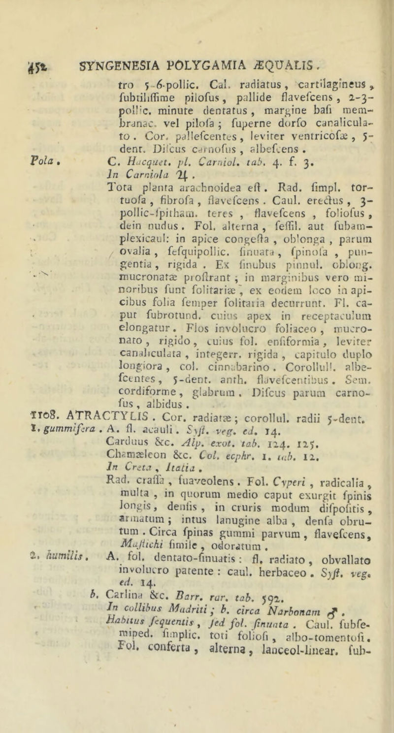 tro ^ 6 pollic. Cdl. radiatus, cartilagineus, fubtihffiroe piiofus, pallide flavefcens, 2-3- pol!:c. minute dentatus, margine bafi mem- branae. vel pilofa ; fuperne dorfo canalicula- to . Cor, pallefcentes , leviter ventricola;, 5- denr. Difcus carnofus , albefcens . Vola . C. Hacquet. pl. Carniol. tab. 4. f. 3. In Carninla % • lota planta arachnoidea efl. Rad. fimpl. tor- tuofa , fibrofa , flavefcens. Caul. erectus , 3- pollic-fpitham. teres , flavefcens , foliofus , dein nudus. Fol. alterna , feflil, aut fubarn- plexicaul: in apice congefta , oblonga , parum f ovalia , fefquipollic. finuata , fpinofa , pun- gentia , rigida . Ex finubus pinnul. obiong. • ^ mucronatae pioflrant ; in marginibus vero mi- noribus funt folitariae ', ex eodem loco in api- cibus folia femper folitaiia decurrunt. FI. ca- pur fubrotund. cuius apex in receptaculum elongatur. Fjos involucro foliaceo, mucro- nato , rigido, cuius fol. enflformia , levirer canaliculata , integerr. rigida , capitulo duplo longiora , coi. cinnabarino. Corollull. albe- fecntes, j-dent. anrh, flavefcentibus. Sem. cordiforme, glabrum . Difcus parum carno- lus, albidus. IT08. ATRACTYCJS . Cor. radiatae; corollul. radii 5-dent. 1, gummifera . A. fl. acauli. Syjl. veg. ed. 14. Carduus &amp;c. Aip. exot. tab. 124. 125. Chamaeleon &amp;c. Coi. ecphr. i. mb. 12. In Creta , Italia . Rad. crafla , fuaveolens. Fol. Cyperi , radicalia , multa , in quorum medio caput exurgit fpinis longis, deniis , in cruris modum difpofitis , armatum; intus lanugine alba , denfa obru- tum . Circa fpinas gummi parvum, flavefcens, Majiichi fimile , odoratum . 2. humilis. A. fol. dentato-finuatis: fl. radiato, obvallato involucro parente : caul. herbaceo . Syjl. veg, e d. 14. b, Carlina &amp;C. Barr. rar. tab. 592. In collibus Madriti; b. circa Narbonam # . Habitus Jequentis , Jed fol. finuata . Caul. fubfe- miped. funplic, toti foliofi , albo-tomentofi, iol, conferta, alterna, lanceol-linear. fub-