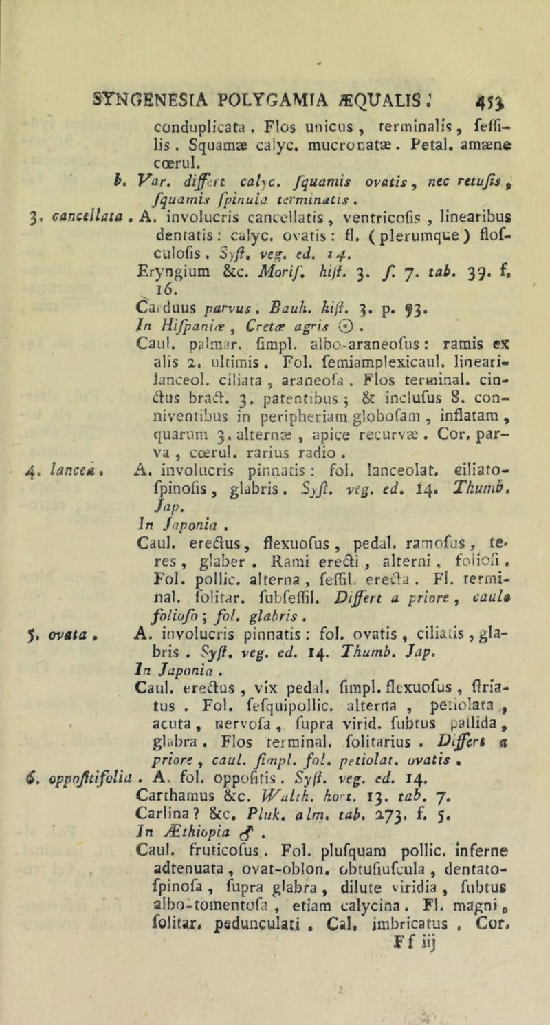 conduplicata . Flos unicus , terminalis, feffi- lis . Squamae caiyc. mucronatae. Petal. amaene coerul. I. Var. differt calyc. fquamis ovatis, nec retujis, fquamis fpinuia terminatis. 3, cancellata . A. involucris cancellatis, ventricolis , linearibus dentatis: caiyc. ovatis: fl. (plerumque) flof- culofis . Syfi. veg. ed. 14. Eryngiurn &amp;c. Morif. hili. 3-/7. tab. 39. f, 16. Carduus parvus. Bauh. kift. 3. p. 93. In Hifpanie , Cretee agris 0 . Caul. palmar. fimpl. albo-araneofus: ramis ex alis a. ultimis . Fol. femiamplexicaul. lineari— Janceol. ciliata , araneofa . Flos terwiinal. cin- ctus braft. 3. patentibus; &amp; indufus 8. con- niventibus in peripheriam globofam , inflatam , quarum 3. alternae, apice recurvae. Cor. par- va , coerul. rarius radio . 4, lancea. A. involucris pinnatis: fol. Ianceolat. eiliato- fpinofls, glabris. Syfi. veg. ed. 14. Thumb. Jnp. In Japonia . Caul. eredtus, flexuofus, pedal. ramofus, te- res , glaber . Rami ere&amp;i , alterni , foiiofi. Fol. pollic. alterna , feflil erecta . Fi. rerrni- nal. folitar. fubfeffil. Differt a priore, caul* foliufo ; fol. glabris . 5, ovata. A. involucris pinnatis: fol. ovatis, ciliatis , gla- bris . Syfi. veg. ed. 14. Thumb. Jap. In Japonia . Caul. ere&amp;us , vix pedal. fimpl. flexuofus , flria- tus . Fol. fefquipollic. alterna , petiolata , acuta , nervofa , fupra virid. fubrus pallida , glabra . Flos terminal. folitarius . Differt a priore , caul. fimpl. fol. petiolat. ovatis . S. oppofitifoliu . A. fol. oppofitis . Syfi. veg. ed. 14. Cartharnus &amp;c. Wulth. ho't. 13. tab. 7. Carlina ? &amp;c. Pluk. alm. tab. 2.73. f. 5. Jn Aithiopia rj . Caul. fruticofus. Fol. plufquam pollic. inferne adtenuata , ovat-oblon. cbtufiufcula , dentato- fpinofa , fupra glabra , dilute viridia , fubtus albo-tomentofa , etiam calycina . Fl. magni D folitar. pedunculati , Cal, imbricatus , Cor, Ff iij