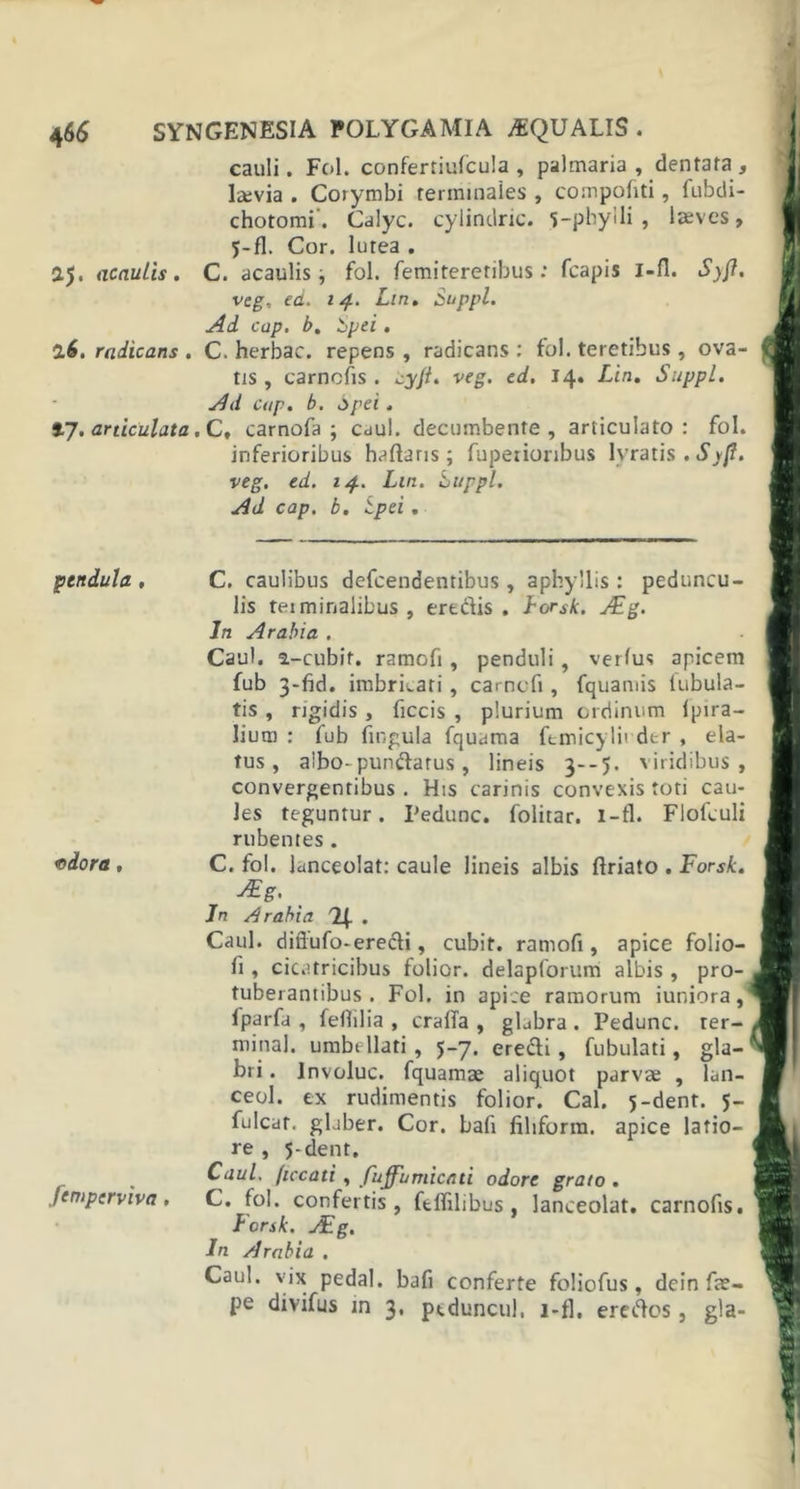 cauli. Fol. confertiutcula , palmaria, dentata, la:via . Corymbi terminales , compofiti, fubdi- chotomi. Calyc. cylindric. 5—phytli , laeves, 5-fl. Cor. lutea . 15, acauLis. C. acaulis, fol. femiteretibus: fcapis i-fi. S)ff. veg.. ed. 14. Lin. Suppi. Ad cap. b. Spei. 16. radicans . C. herbae, repens , radicans : fol. teretibus , ova- tis , carnofis. cyjl. veg. ed. 14. Lin. Suppi. Ad cap. b. Spei. *7. articulata. C, carnofa ; caul. decumbente, articulato: fol. inferioribus haftans; fuperioribus lvratis . Sy(l. veg. ed. 14. Lin. Suppi. Ad cap. b. Spei . pendula, C. caulibus defeendentibus, aphyIlis : peduncu- lis terminalibus , eredis . Lorsk. ASg. In Arabia . Caul. 2-cubif. ramofi, penduli, verius apicem fub 3-fid. imbricati, carncfi, fquamis tubula- tis , rigidis , ficcis , plurium ordinum tpira- lium : fub fingula fquama ftmicylii der , ela- tus , albo-pundarus, lineis 3-*5- viridibus, convergentibus. His carinis convexis toti cau- les teguntur. Pedunc. folitar. i-fl. Flolculi rubentes. &lt;odora , C. fol. lanceolat: caule lineis albis ftriato . Forsk. A£g, Jn Arabia Tf . Caul. diflufo-eredi, cubit. ramofi, apice folio- li , cicatricibus folior. delapforum albis , pro- tuberantibus . Fol. in apice ramorum iuniora, fparfa , feflilia , cratfa , gLbra . Pedunc. ter- minal. umbellati, 5-7. eredi, fubulati, gla- bri . lnvoluc. fquamae aliquot parvae , lun- ceol. ex rudimentis folior. Cal. 5-dent. 5- fulcat. glaber. Cor. bafi fihform. apice latio- re , 5-dent. Caul. (iccati, fuffumicati odore grato . Semperviva, C. fol. confertis, ftflilibus , lanceolat. carnofis. Forsk. ASg. In Arabia . Caul. vix pedal. bafi conferte foliofus, dcin fa?- pe divifus in 3, ptduncul, i-fl. eredes, gla-