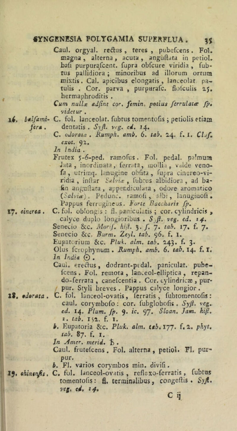 Caul. orgyal. reftus , teres , pubefcens. Fol. magna, alterna, acuta, anguftata in petiol. bafi purpurafcent. fupra obfcure viridia , fub- tus pallidiora ; minoribus ad illorum ortum mixtis. Cal. apicibus elongatis, lanceolat pa- tulis . Cor. parva , purpurafc. flotculis 2.5. hermaphroditis . Cum nullx adjint cor. ftmin, potius ferrulates fp. videtur . laifami- C. fol. lanceolat. fubtus tomentofis ; petiolis etiam f'r* • dentatis . Syjl. vrg. ei. 14. C. odoram . Rumpk. amb, 6. tab. 2.4. f. X. Chf. exot. 92, ln India . Frutex 5-6-ped. ramofus. Fol. pedal. palmum Juta, inordinata, ferrata, mollii, valde veno- fa , utrimq. lanugine obfita , fupra cinereo-vi- ridia , inftar Salvia: , fuhtus albidiora , ad ba- fcn anguftata, appendiculata , odore aromatico {Salvia.). Pedunc. ramofi , albi, Ianuginofi. Pappus ferrugineus. Forte Baccharis fp. 17. cinerea . C. fol. oblongis : fl. paniculatis ; cor. cylindricis , calyce duplo longioribus , Syfi. veg, ed. 14. Senecio & c. Morif. hijl. 3. f. 7. tab. 17, f. 7. Senecio &c. Burm. Zeyl. tab. 96. f. I. Eupatorium &c. Pluk. alm. tab. 2.43. f. 3. Olus fctophynum. Rumpk. amb. 6. tab. 14. f. I. In India © . Caul. ereclus, dodrant-ptdal. paniculat. pube- fcens . Fol. remota , lameol-elliptica , repan- do-ferrata , canefcentia . Cor. cylindricae, pur* pur. Styli breves . Pappus calyce longior. It. tdorata . C. fol. lanceol-ovatis, ferratis, fubromen tofis: caul. corymbofo: cor. fubglobofis. Syjl. veg. ed. 14. Pium. fp. 9. ic. 97. Sloan. Jam. kifi. 1. tab. ISI. f. I. b. Eupatoria &c. Pluk. alm. teb. 177. f. 2. phyt. tab. 87. f. 1. In Amer, merid. F . Caul. frutefcens. Fol. alterna , petiol. FI. pur~ pur. b. FI. varios corymbos min. divifi . 19, ehintnfs. C. fol. lanceol-ovatis, reflexo-ferratis, fubtus tomentofis: fl, terminalibus, congeftis . Syjl. veg. ed. 14.