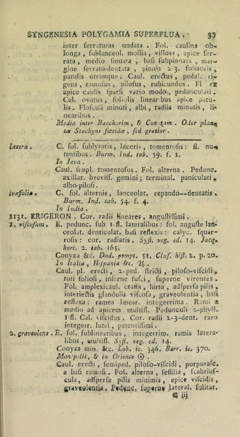 inter ferraturas undata . Fol. caulina ob- longa , fublanceol. mollia, villosa , apice fer- rata , medio finuata , bafi fubpinnara , mar- gine (crrato-dentata , pinnis z 3. foliaceis , patulis utrimque . Caul. eremus, peda!. ri- gens , ramulus, pilofus, rubicundus . Fl ex apice caulis Iparfi vario modo , pedunculari. Cal. ovatus, foliolis linear bus apice patu- lis. Flofculi minuti, albi, radiis minutis, li* nearibus . Media inter Bacshorim , &amp; Con^im . Olor piati3 t(s Stachyos fatidee , /ed gratior . lasera, C. fol. fublyraris, laceris, tomenrofis: fl. nu^ tanribus . Burm. Ind. tah. 59. f. 1. In Java . Gaul. fimpl. tomentofus. Fol. alterna . Pedunc. axillar. brevilf. gemini j terminal. paniculati „ albo-pilofi. ivjcfoli* , C. fol. alternis, lanceolat. repando—dentatis*. Burm. Ind. tab» 54. f. 4. Jn l ndia . 1131. ERIGERON . Cor. radii lineares, anguftiffimi. I, vi/cofum, E. pedunc. fub i-fl. lateralibus: fol. angufte lan* ceoLt. denticulat. bafi reflexis: calyc. fquar- rofis : cor. radiatis. Syji. veg. ed. 14. Jac%* hort. 1. tab. 165. Conyza &amp;c. Dod. pempt, 51, Cluf. hifl.i. p. 10. Jn Italia , Htjpania f/c. '1f . Caul. pl. eredi, z-ped. (Iridi, pilofo-vifcidi , tori foliofi, inferne fufci, fuperne virentes. Fol. amplexicaul. craba , hirta, adfperfa pilis , interiedis glandulis vifcofa, graveolentia , balt reflexa: ramea linear. integerrima. Rami a medio ad apicem multifl. Pedunculi z-phy-ll.. I-fl. Cal. \ifcidus . Cor. radii z-3-dent. raro integerr. lutei, patentiffirai. 1. graveolens . F.. fol. fublinearibus, integerrim. ramis latera- libus, multifl. Syft, veg. ed. 14. Conyza min. &amp;c. Lob. ic. 346. Barr, is, 370. Monlprlii, &amp; in Oriente © . Caul. eredi , femiped. pilofo-vifcidi, purpurafe. a bafi rarnofi. Fol. alterna , leflilia , fcabriuf- cula, adfperfa pilis minimis , apice vifeidis, graveolentia. frigerat lateral. Colitur* ® iij