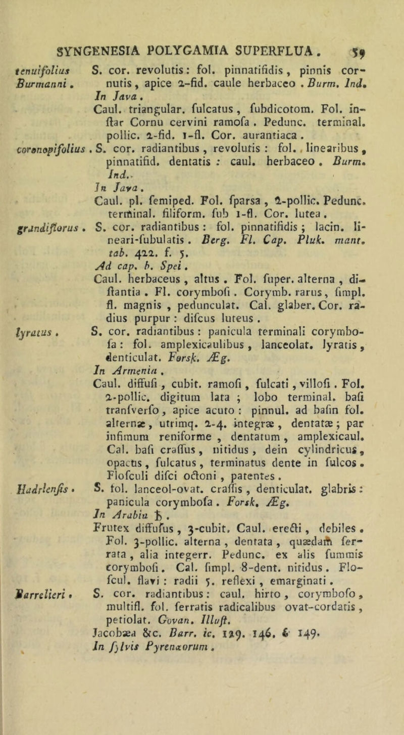 tenuifolius S. cor. revolutis: fol. pinnatifidis , pinnis cor- Burmanni. nutis , apice 2,-fid. caule herbaceo . Burm. lnd• In Jtiva. Caul. triangular. fulcatus , fubdicotora. Fol. in- dar Cornu cervini ramofa . Pedunc. terminal. pollic. 2,-fid. i-fl. Cor. aurantiaca . corenopifolius . S. cor. radiantibus , revolutis : fol. linearibus , pinnatifid. dentatis ; caul. herbaceo . Burm. lnd» ]n Java. Caul. pl. femiped. Fol. fparsa , 1-pollic. Pedunc. teriftinal. filiform. fub l-fl. Cor. lutea. grjndiflorus. S. cor. radiantibus: fol. pinnatifidis; lacin. li- neari-fubulatis . Berg. FI. Cap. Pluk. mant. tab. 422. f. 5. Ad cap. b. Spei . Caul. herbaceus, altus . Fol. fuper. alterna , di- fiantia . FI. corymbofi . Corymb. rarus, fimpl. fl. magnis , pedunculat. Cal. glaber. Cor. ra- dius purpur : difeus luteus . lyrutus . S. cor. radiantibus: panicula terminali corymbo- fa : fol. amplexicaulibus, lanceolat. Jyratis , denticulat. Fors/c. ALg. In Armenia , Caul. diffufi , cubit. ramofi , fulcati, villofi . Fol. a-pollic. digitum lata ; lobo terminal. bafi tranfverfo, apice acuto : pinnul. ad bafin fol. alternae, utrimq. 2-4. integrae, dentatae; par infimum reniforme , dentatum, amplexicaul. Cal. bafi craffus, nitidus, dein cylindricus, opactis, fulcatus, terminatus dente in fulcos • Flofculi difei odoni , patentes . Uadrlcnjis • S. tol. lanceol-ovat. crafiis , denticulat. glabris : panicula corymbofa . Fortk, ALg. Jn Arabia F . Frutex diffufus, 3-cubit, Caul. eredi, debiles . Fol. 3-poUic. alterna , dentata , quaedaA fer- rata , alia integerr. Pedunc. ex alis fummis corymbofi. Cal. fimpl. 8-dent. nitidus. Flo- fcul. flari : radii 5. reflexi , emarginati. Barrelieri« S. cor. radiantibus: caul. hirto , corymbofo , multifl. fol. ferratis radicalibus ovat-cordatis , petiolat. Govan. Illuft. Jacobaea &amp;c. Barr, ic. \r&lt;). 146. f» J49- In fylvis Pyrenaorum .