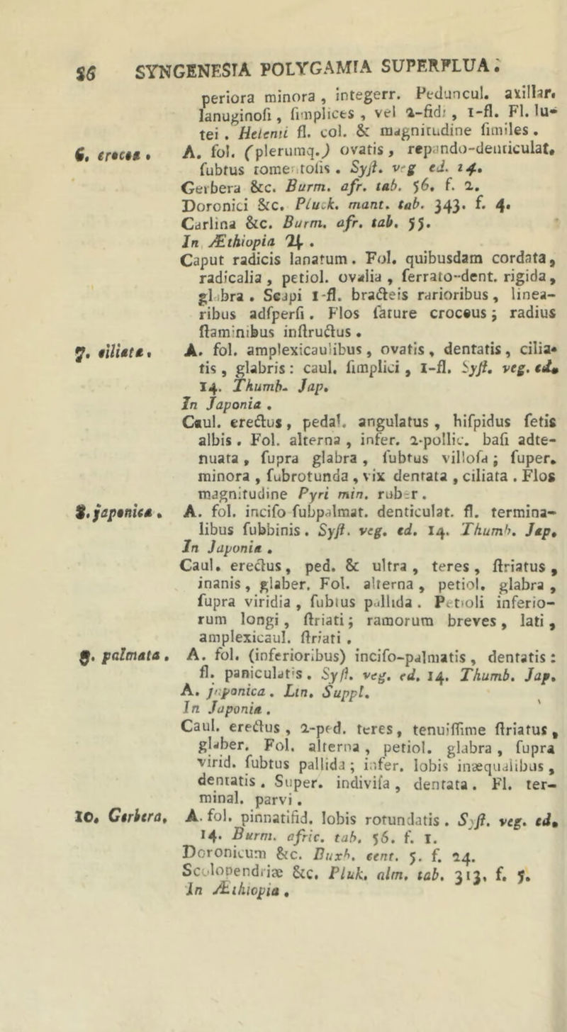 periora minora, integerr. Peduncul. axilhr. lanuginofi, fimplices , vel 'i-fid: , i-fl. Pl. Iu® tei . Helerni fl. coi. &amp; magnitudine fimiles. 6. erteee. A. fo!. (plerumq.; ovatis, repando-deiuiculat. fubtus tome tolis. Syji. v-g ed. 14. Gerbera &amp;c. Burm. afr. tab. 56. f. 2. Doronici &amp;C. Plu^k. mant. tab. 343. f. 4. Carlina &amp;C. Burm. afr. tab. 55. In sEthiopia . Caput radicis lanatum. Fol. quibusdam cordata, radicalia , petiol. ovalia, ferrato-dent. rigida, gl ,bra . Scapi I-fl. bra&amp;eis rarioribus, linea- ribus adfperfl. Flos fature crocsus ; radius ftam:mbus inflrudus . 7. eiliait, A. fol. amplexicaulibus, ovatis, dentatis, cilia» tis, glabris: caul. fimplici, I-fl. ±yji. veg. (4 14. Thumb- Jap. In Japonia . Caul. ere&amp;us, peda*, angulatus , hifpidus fetis albis. Fol. alterna , infer, a-pollic. bafi adte- nuata, fupra glabra , lubtus villofa j fuper. minora , fubrotunda , vix dentata , ciliata . Flos magnitudine Pyri min. rub^r. %.jjapenha. A. fol. incifo fubpalmat. denticulat. fl. termina- libus fubbinis . Syji. veg. ed. 14. Thumb. J*p. In Japonia . Caul. ereclus, ped. &amp; ultra, teres, flriatus, inanis, glaber. Fol. alterna , petiol. glabra , fupra viridia , fubius p.dlida . P. tioli inferio- rum longi, ftriati; ramorum breves, lati, amplexicaul. flriati . 5. palmata . A. fol. (inferioribus) incifo-palmatis , dentatis: fl. panicuLos . Syft. veg. ed. 14. Thumb. Jap. A. jnponica . Lin. Suppi. In Japonia . Caul. eredus , a-ped. teres, tenuiflime flriatus, glwber. Fol. alterna, petiol. glabra, fupra virid. fubtus pallida ; infer, lobis inaequalibus , dentatis. Super, indivifa, dentata. Fl. ter- minal. parvi. 10, Gerbera, A fol. pinnatifid. lobis rotundatis . S:f. veg. ed. 14. Burm. afric. tab. 56. f. I. Doronicum &amp;c. Buxb. eent. 5. f. 14. Scolopendriae &amp;c. Pluk, alm. tab. 313, f. 5. in /tihicpia .