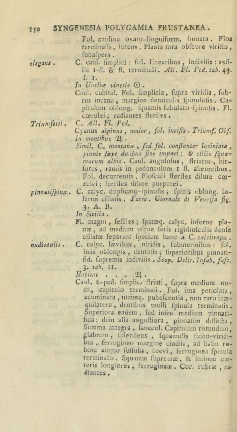 elegans . Fo!. caulina ovaro-linguiform. finuata . Flos terminalis, luteus, Planta tota obfcure viridis, lubafpera . C. caul. limplici : fol. linearibus , indivifis : axil- lis i-fl. 8: fl. terminali. Ali. bl. Pesl.tab.^y. f. 1. Triumfetti. Jn Unelift vinetis 0 . Caul. cubital. Fol. fimplicia , fupra viridia , ful}- tus incana , margine denticulis fpinulolis . Ca- pitulum oblong. fquamis fubulato-lpinofis . Fl. coerulei; radiantes Heriles . C. Ali. Fl. Pcd. Cyanus alpinus , maior , fol. incifls , Triumf, Obf, Jn montibus . Simii. C. montunx , fed fol. confanter laciniata , pinnis /tepe ducibus fine impari : &amp; ciliis fqtite- rnarum albis. Caul. angulofus, Hiiatus&gt;, hir— futus, ramis in pedunculum 1 fl. abeuntibus . Fol. decurrentia . Fiofculi Heriles dilute coe- pinneti/pina . rulei ; fertiles dilute purpurei. C. calyc. duplicato-ipinolis; fpinis cblong. in- ferne ciliatis . Turre. Ciomale di Vencija ftg. 3. A. B. In Sicilia . nudicaulis , Fl. magni, fefflles ; fpinseq. calyc. inferne pla- na:, ad medium ufque letis rigidiufculis denfe ciliatae feparant fpeciem hanc a C. calcitrapa . C. calyc. laevibus, nitidis , fubinermibus: fol, imis oblongis , dentatis; fuperioribus pinnati- fid. fupremis indivifis . Seop, Delie, infub. fafe. 3. tab. 11. Habitat . . . T^. Caul. 2,-ped. iimplic. Hriati, fupra medium nu- di , capitulo terminali . Fol. ima petiolata, acuminata , utrimq. pubefeentia , non raro inx- quilatera, dentibus molli fpinula terminatis. Superiora eadem , fed infra medium pinnati- lida : dein alia angulliora , pinnarim d illecta . Summa integra, lanceol. Capitulum rotundum, glabrum , fplendens , fquamulis fulco-viridi-* bus , ferrugineo margine cinctis , ad bafin rw- bore aliquo iutfulis , brevi, ferruginea fpinula terminatis. Squamae fupremse, &amp; intimae ex- teris longiores, ferrugineae . Cor. rubi» , ra- diantes .