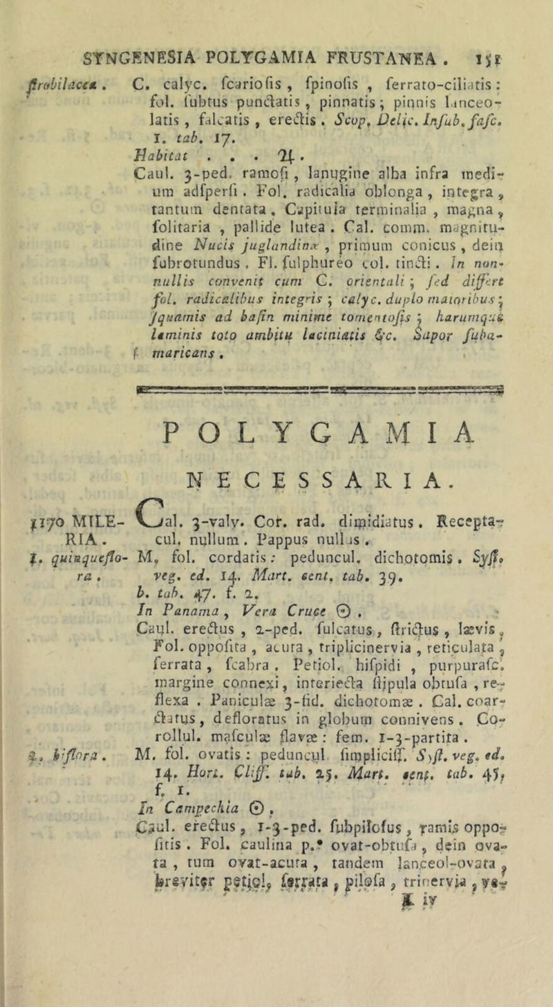 fi robii actu . C. calyc. fcariofis , fpinofis , ferrato-ciliatis: fol. iubtus punctatis, pinnatis; pinnis lanceo- latis, falcatis, eredis. Scop, Deif. Iftfub.fafc. I. tab. 17. Habitat . . . . Caul. 3-ped. ramofi, lanugine alba infra mecli- una adfperfi. Fol. radicalia oblonga, integra, tantum dentata. Capiiuia terminalia, magna, folitaria , pallide lutea . Cal. comm. magnitu- dine Nucis juglandinx , primum conicus , dein fubrotundus . FI. fulphureo coi. tindi. In non- nullis convenit cum C. orientali ; Jcd differt fol. radicalibus integris ; calyc. duplo maioribus j 'jquamis ad bafin minime tomentofis ; harumqui Itminis toto ambitu lacmiatis &amp;c. Sapor fuba- f maricans. POLYGAMIA NECESSARIA. y 170 MILE- (!ja1. 3-valv. Cor. rad. diqaidiatus. Recepta- RIA. cui. nullum. Pappus nullus . %. quiuqueflo- M, fol. cordatis; peduncul. dichotomis . Syfi, ra . veg. ed. 14. Mart. 6ent, tab. 39. b. tab. 47. f. 1. In Panama , Vera Cruce 0 . Caul. eredus , a-ped. fulc3tus, ftridus , laevis, Fol. oppofita , acuta , triplicinervia , reticulata \ ferrata, fcabra . Petiol. hifpidi , purpurafe. margine connexi, interieda (lipula obrufa , re - flexa . Paniculae 3-bd. dichotomae . Cal. coar- datijs, defloratus in globum connivens. Co- rollul. mafculae flava: fem. 1-3-partita . i» bifora. M. fol. ovatis: peduncpl fmjplicilf. S)ft. veg. ed. 14. Hon. Cliff'. tub. 2.5. Mart. tenf. Uib. 45, f. I. In Campechia © . CSul. eredus, 1-3-ped. fubpilofus, famis oppa- fitis. Fol. caulina p.f ovat-obtufa , dein ova- ta , tum ovat-acura , tandem lanjceol-ovata ? 'breyitfr p$tjo!9 ffffjita , pilefa , tririervja , A. iy