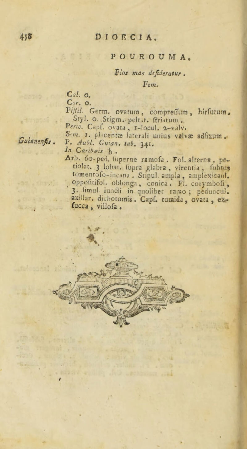 POUROUMA* Flos mas dfJUerutur . Fem. Cal. o. Cor, o. Vijtil. Germ. ovatum, compreffum , Iiirfutum* Sryl, o. Stigm. pelt.t. ftriatutn . Fenc. Capf. ovata , i-!ocul. a-valv. ,, , S?m. i. pl centse laterali unius valvae adfixum. Iruiancnfis, P, A ubi, Gw.an. tab, 341. In caribjeis . Arb. 60-ped.luperne ramofa . Fol. alterna, pe- tiolat. 3 lobar. (upra glabra , virentia , fubtus tomentofo-incana . Stipul. ampla , amplexicaul. oppofnifol. oblonga , conica . FI. corymbofi , 3. Timui iundi in quolibet ramo; peduncul. axillar. dLhoturais. Capf, tumida, ovata, ex- fucca , villofa .