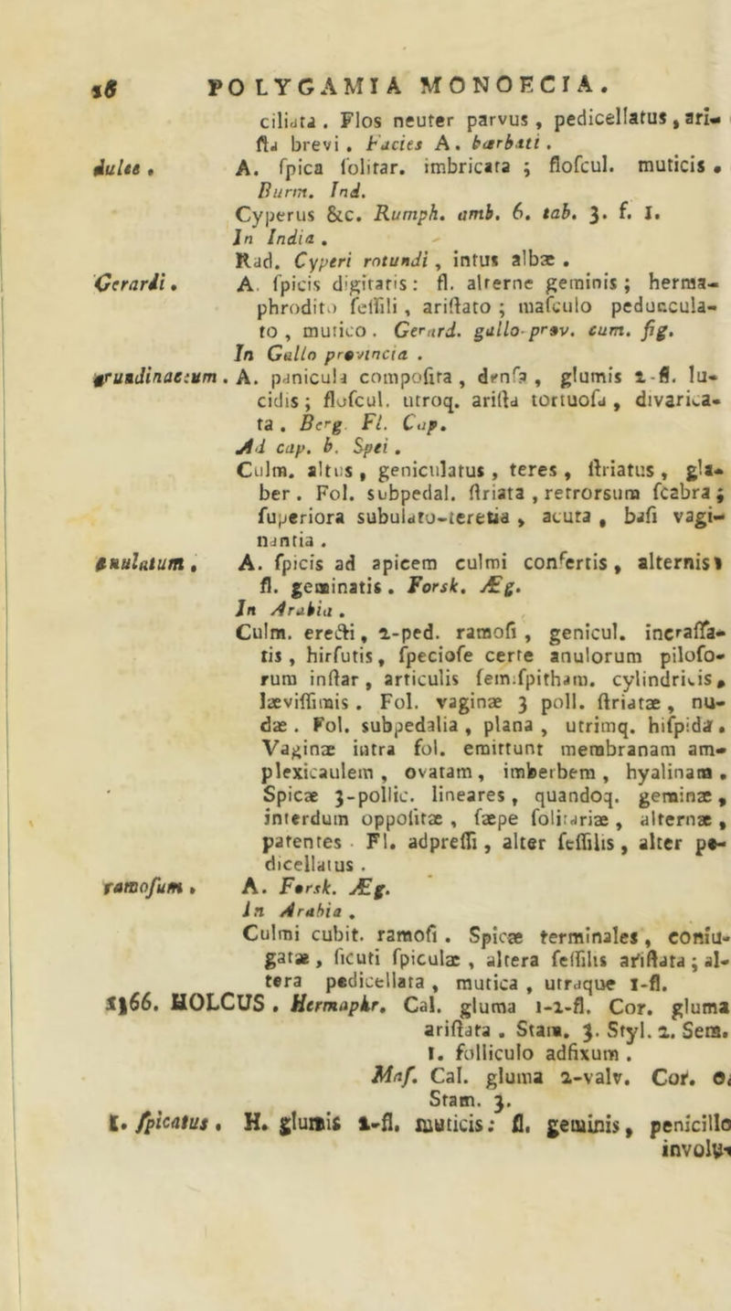 cilidtj . Flos neuter parvus, pedicellatus, ari-i ftj brevi. Facies A. barbtti, iulte t A. fpica Iblitar. imbricata ; flofcul. muticis • Burm. Ind, Cyperus &amp;c. Rumph, amh, 6, tah. 3* I» In India , Rad. Cyperi rotundi, intu* aibse . 'Cerarii, A. f^picis digiraris: fl. aUerne geminis; herma- phrodito felfili, ariftato ; mafciilo peduccula- to , mutico. Gernrd. gullo-prnv, cum, fig. In Gtillo provincia . ^rundinacium , h. panicula compofita , dm-a , glumis l-fl. lu- cidis; flofcul. utroq. arida tortuofa , divari^,a- ta. Berg Fi. Cop, ,Ad cap. b. Spei. Culm. altus , geniculatus , teres , ftiiatus , gla- ber . Fol. subpedal. ftriata , retrorsum fcabra ; fuperiora subuldto-teretia , acuta , bafi vagi- nantia . anulatum, A. fpicis ad apicem culmi confertis, alternisi fl. geminatis. Forsk. j£g. Jh Arabia . Culm, erefti, a-ped. raraofi , genicul. incrafla* tis, hirfutis, fpeciofe certe anulorum pilofo» rura indar, articulis feinifpithara. cylindri».is* laeviflimis. Fol. vaginae 3 poli, driatae, nu- dae. Fol. subpedalia , plana, utrimq. hifpidaf. Vaginae intra fol. erairtunt membranam am- plexicaulem , ovatam, imloerbem , hyalinana , Spicae 3-pollic. lineares, quandoq. geminae, interdum oppofitae , faepe folitariae , alternae , parentes • Fl. adprefli, alter fcflilis, alter p*- diccllaius , rantofum, A. Fnrsk. JEg. l n Arabia . Culmi cubit. ramofi . Spicae terminales, comu- gatae , ficuti fpiculae , altera felfilis afidata ; al- tera pedicellata , mutica , utraque i-fl. 3[}66. HOLCUS • Hermapkr, Cal. gluma i-i-fl. Cor. gluma aridara . Stam, 3. Sfyl. 1. Senit I. folliculo adfixum . Mnf, Cal. gluma a-valv. Coi, Statn. 3. i,/picatus * H. glunis i-H. muticis: fl. geminis, penicillo involy-i