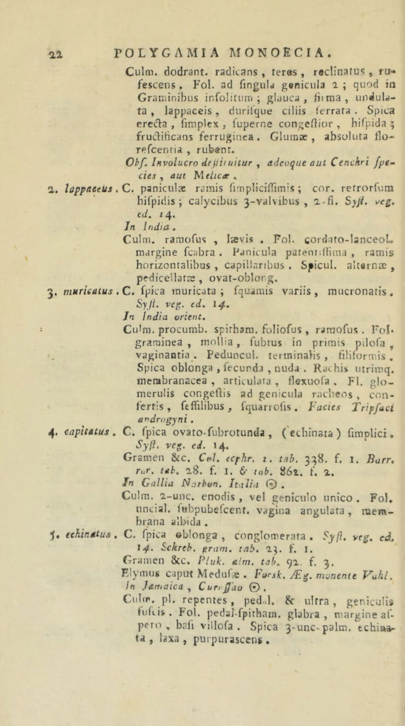 Culm. dodrant. radicans , feres , reclinatus, ru- fescens . Fol. ad fingulj genicula a ; quod in Graniinibiis infolirniTi ; glduca , /iima , undula- ta , lappaceis, diirilque ciliis lerrata . Spica erecta , fimplcx , fuperne congeflior , hifpida ; fruc1:iticans ferruginea. Glumae, absoluta flo- refcenria , rubenr. Ohf. Involucro depiiuitur , adeuque aut Cerickri /pe- cies, aui }s\tUcae , 2. lappaceus, C. paniculae ramis fimplicilTimis ; cor. refrorfura hifpidis ; calycibus 3-valvibus , a-fl. Syji. *'eg, cd. /4. Jn India. Culm. ramofus , Isevis . Fol. cordato-lanceol. margine fcabra . Panicula parenrdlima , ramis horizontalibus , capillaribus . Spicul. alternae , pedicellatce , ovat-oblorg. 3. muricatus . C. fpica muricata ; fquamis variis , mucronatis . Syji. veg. ed. 14. Jn India orierit. Cidm. procumb. spirhara. foliofus , raraofus . graminea , mollia, fubtus in primis pilofa , vaginaotia . Peduncul. terminalis, filiformis. Spica oblonga , fecunda , nuda . Rachis iitrimq. membranacea, articulata, flexirola. FI. glo- merulis congeftis ad genicula raebeos, con- fertis, fefiilibus, fquarrofis. Facies Tripfaci androgyni . 4. capitatus . C. fpica ovato-fubrotunda , ('echinata ) fimplici, Syft. veg. ed. 14. Gramen &amp;c. C«/. ecpfir. i. tab. 338. f. 1. Borr. ruT. tab. 18. f. I. 6” tnb. 861. f. 1. In Gallia Narbon. Italia 0 . Culm. a-unc. enodis , vel geniculo unico . Fol, uncial. fubpubefcent. vagina angulata, mem- brana albida . •J. echinatus. C. fpica ©blonga , conglomerata. Syft, veg. ed. 14. Sckreh, eram. tnb. 13. f. 1. Gramen 8cc. Piuk. alni, tab. qi. f. 3. Elymus caput Medulie . Forsk, jFg. monente Vakl, In }amnica , Cun^ao ©. Culm. pl, repentes, ped&lt;.l. &amp; ultra, geniculis lufcis. Fol. pedal-fpirham. glabra, niargineaf- pero , bafi villofa . Spica 3‘Unc-palm. echiwa- ta , laxa , purpurascens .