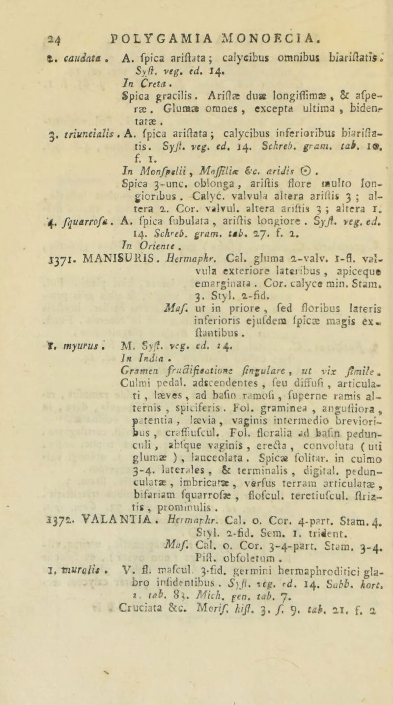 t. caudata, A. fpica ariftdta; calycibus omnibus biariflatis.' Syji. veg. td. 14, Jn Creta . Spica gracilis. AriHaj dii* longiflimas, &amp; afpe- rac. Gluma omnes , excepta ultima , biden,- tara . 5, triuneialis, A. fpica ariHata; calycibus inferioribus biarifla- tis. Syji. veg. ed, J4. Schrel?. grani, tai, 10. f. I. Jn Monfptlii, MnJfiliK S'C. aridis 0 . Spica 3-unc. oblonga, ariftis flore i«uIfo lon- gioribus . Calyc. valvula alrera arillis 3 ; al- tera a. Cor. vaWul. altera anfti» 3 ; alrera r. fquarrofa, A. fpica fubulara , arirtis longiore. Syji. veg. ed, 14. Schreb. gram. tab, IJ. f. 2. Jn Oriente . J371. MANISUllIS. Hermapkr. C2I. gluma a-valv. i-fl. val- vula exteriore later ibus, apiceque einarginara . Cor. calyce .min. Stam» 3. Styl. a-fid. Maf. ut in priore , fed floribus lateris inferioris ejufdem fpicoe magis ex« flantibus . T. myurusM. S}f?. veg. ed. 24. 1h India , Gramen fruSifieotion: fingulare , ut vix Jimile. Culmi pedal. adscenclentes , feu diffuft, articula- ti , laeves, ad bafin raraofi, fuperne ramis al- ternis , spiciferis. Pol. graminea , anguUiora , patentia, Ixvia, vaginis intermedio breviori- bus , criiffiufcul, Fol. floralia ad bafm pedun- culi , abfque vaginis , erec^la , convoluta ( uti glumae ) , lanceolata . Spic» fclitar. in culmo 3-4. laterales, &amp; terminalis , digltal. pedun- culare , imbricat , verfus terram articulata , bifariam fquarrofxe, flofcul. teretiufcul. fliia- ris , prominulis . 1371.. VALANTIA. Hcimafhr. Cal. o. Cor. 4-part. Stam.4, Styl. a-fid. Scm. i. trident. Maf. Cal. o. Cor. 3-4-part. Stam, 3-4. Pili, obfoletum . I, niuralit , V. fl. mafcul 3-fid. germini berroapbroditici gla- - ' bro inlidentibus . S)Ji. icg. rd. 14. Sahb. hort. a. tah. S^i. Mkh. gen. tab. 7. . Cruciata &amp;c. Mor//. hift. 3. /i 9. tah. 21. f. 2