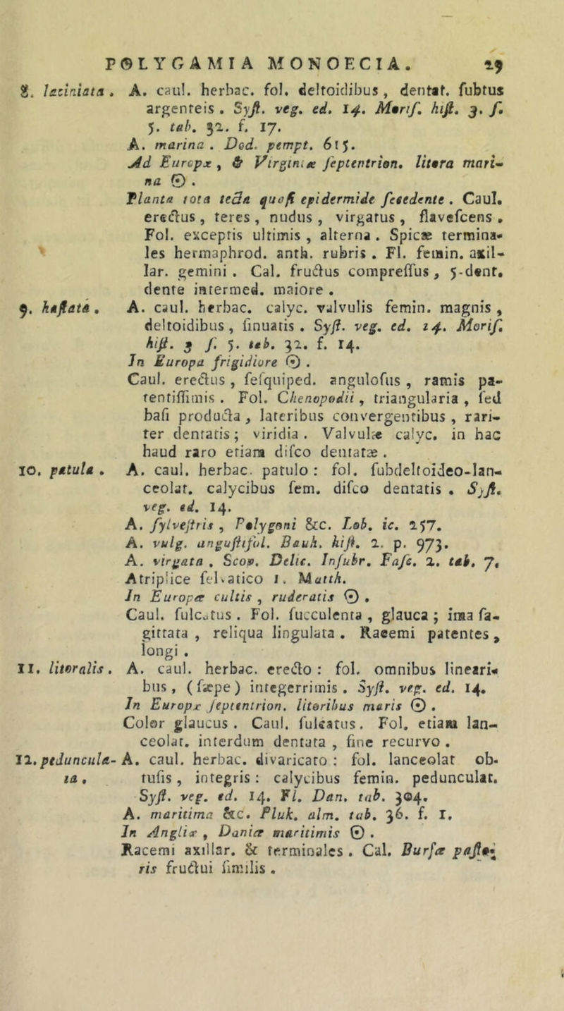 2. ledrAatti. A. cau!. herbae, fol. deifoiclibus, dentaf. fubtus argenteis . Syji. veg. ed. 14. M»rif. hifi. j, f, 5. tel&gt;. 3a. f. 17. A. marina. Ded. pempt. 615* Eurepx , ^ Virginite Jepttntrion, lUtra mari- na © . Tlanta tota te3a qua/i epidermide, fetedente . Caul. erecflus, teres , nudus, virgatus, flavefcens . Fol. ei^cepris ultimis , alterna . Spicae termina- ' les hermaphrod. anth. rubris . FI. feiain. axil- lar. gemini . Cal. frudus corapreffus, 5-d«nr, dente intermed. maiore . 9. halati, A. caul. herbae, calyc. valvulis femin. magnis, deltoidibus, finuaris . Syfi. veg. ed, 14. Morif, 3 f’ 5' 3^» f- 14* Jn Europa frigidiore 0 . Caul. erediis , fefquiped. angulofiis , ramis pa- rentilTimis. Fol. Ckenopodii, triangularia , leJ bafi producta, lateribus convergentibus, rari- ter dentatis; viridia. Valvulae calyc, in hac haud raro erian» difeo dentatae . 10. patula, A. caul. herbae, patulo: fol. fubcleltoideo-lan- ceolat. calycibus fem. difeo dentatis , SjJl, veg. id. 14. A. fylvejtris , Palygani &amp;c. Lob. ic. 157. A. vulg. unguftiful. Bauh, hifi. 1. p. 973* A. virgata . Scop. Delie. Injubr, Fa/e. a. tai, 7, Atriplice feKatico i. Matth. Jn Europa cultis , ruderatis 0 . Caul. fulcutus . Fol. fucculenta , glauca ; ima fa- gittata , reliqua lingulata . Raeemi patentes, longi, 11. litnralis. A. caul. herbae, erecto: fol. omnibus lineari* bns, (faepe) integerrimis. Syf?. veg. ed. 14. Jn Europr Jepctntrion. litoribus maris © , Color glaucus . Caul. fuUatus. Fol. etiam lan- ceolar. interdum dentata , fine recurvo . 11, ptduncula-A. caul. herbae, divaricato: fol. lanccolat ob- la, tufis, integris: calycibus femin. pedunculat. Syfi. veg. td. 14. F/. Dan, tah. A. maritima &amp;C. Pluk. alm. tub. 36. f. I, Jn Angtix , Dania maritimis © . Racemi axillar. &amp; terminales. Cal. Burfa pajla{ ris frudui fimilis.