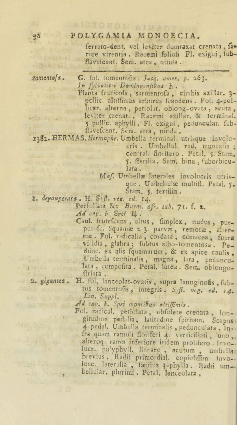 ferrato-denf. vel leviter dumtaxat crenara , fa* ture virentia . Racemi folioii FI. exigui, fub- flavelcent. Sera, atra , nitida . tomentofd, G. fol. tomenrofis. J»ic^. amer, p. 163. Jn Jyiviiicts Dorfiinf^crtjibus h . Planta fruticofa , sarmentofa , cirrhis axiHar. 3- pollic. alriflimas arbores fcandens. Fol. 4-pol- licar. alterna , petiol it. oblong-ovata , atuta , leviter crenati. Racemi axillar. ik terroinal. 5-pollic. aphylli. FI. exigui, pedunculat. fub- flavefeent. Sera, atia, nitida, 1381. HERMAS.//cmfljp/ir. Umbella rerminal. utrisque involu- cris . Umbellul. rad. truncatis ; centrali fioiitero . J^etal. 5. Stara, 5. Rerilia. Sera, bina , luborbicu- lata . Maf. Umbellae laterales involucris utris- que . Uirbellulae multifl. Petal. 5, Stara. 5. teriiiia . *, de^auptrata , H. S;/?. ves. ed. 14. Perfoltata &amp;c Burm, afr. tah. Ji, f, t. udd c^tp. b Spei II • Caul. frutefeens , altus , fimplex , nudus , pur- purafe. Squamae x 3. parvas, remotas, alter- nas . Fol. r-dicalia , cordata , coriacea , fupra viridia, glabra; fubtus albo-tomentosa . Pe- dunc. ex alis rquamarum , &amp; ex apice caulis . Umbella terminalis, magna, l.ita , peduncu- lata , corapofita . Petal. lutea. Sem. oblongo- ftri.ira . a. gigantea , H. fol. lanceolat-ovatis , snpra lanuginofis , fub- tus to^menrofis, integris. S^fi. veg. ed, 14, Lin, Suppi. j4d cap, b. Spei montibus gltlffimis . Fol. radical. petiolata , obfolete denata , lon- gitudine pedulia, latitudine fpithain. Scapus. 4-pe'dal. Umbella terminalis , pedunculata . In-* fra quam ramuli floriferi 4. \ erticiilati , ‘uno,, alteroq. ramo inferiore itidem prolifero . Invo— lucr. po'yphy'l. Uncare , acutum , umbellai brevius. Radii primordial. copi('fi{nm lnvo-.| lucc. lateralia ', faepiiis 3-phylIa. Radii ura-.| . bellular. plurimi . Petal. lanceolata ,