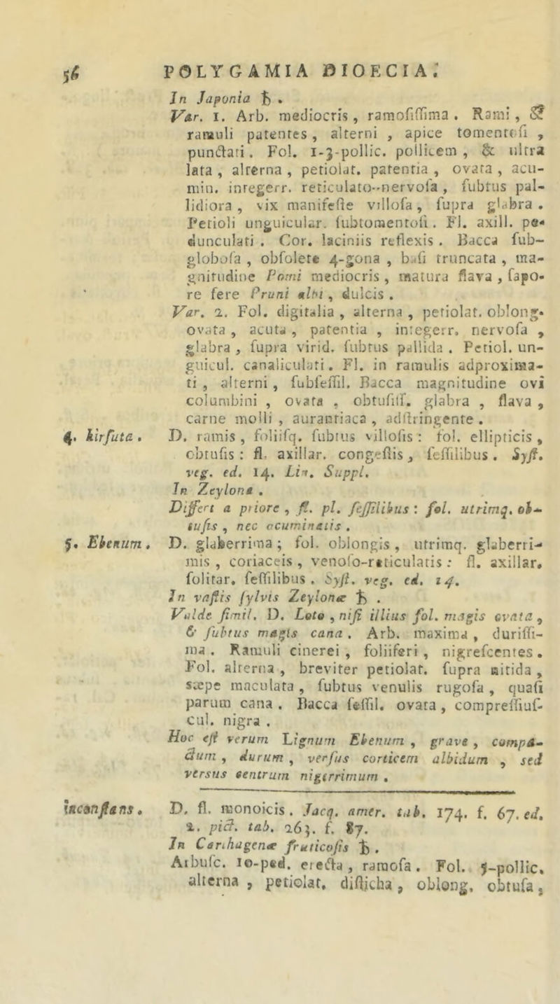 5^ POLYGAMIA »10 E CIA ; Jn Japonia . yjtr. I. Arb. mediocris, ramofinima . Rami, 5? ramuli patentes, alterni , apice toment^fi , pundati. Fol. i-j-pollic. pollicem, &amp; nitra lata , alrerna , petiolaf. patentia , ovata , acu- niin. inregerr. reticulato-^nervola , fubtus pal- lidiora , vix manifefte villofa, fupra gldbra . Petioli unguicular. lubtomentoii. FI. axill. p«- «lunciilati . Cor. laciniis reflexis . Bacca fub- globofa , obfolett 4-5003 , bj(i truncata , ma- gniriidine Pomi mediocris, matura fiava , fapo- re fere Pruni «tlhi, dulcis . Var. 1. Fol. digitalia, alterna, petiolaf, oblon»* ovata , acuta , patentia , integcrr. nervofa , glabra , fupra virid. fubtus pallida . Pcriol. un- guicul, canaliculati. FI. in ramulis adproxima- ti , alterni, fubfefTil. Bacca magnitudine ovi columbini , ovata , obtufilf. glabra , flava , carne molli , auranriaca , adibingente . 4. kirfuta . D. ramis , foliifq. fubtus villofis: fol. ellipticis , obtufis : fl. axillar. congeflis, feflilibus . iyfi. veg. ed. 14. Li^. Suppi, In Ztylont . Differt a priore , /?. pl. fejjilibiis : fol, utrimq, oJ-- tufis , nec acuminetis , J. Elrenum, D. glaberrima; fol. oblongis, utrimq. glaberri- mis , coriaceis , venolb-ritticulatis : fl. axillar, folitar, feffilibus . Syji, veg, ed, Jn vaflis fylvis Zeylonse . Vtilde. fimil, D. Lete ^ nifi illius fol, mdgis cvnta ^ 6- fubtus magis cana , Arb. maxima , duriffi- ma . Ramuli cinerei , foliiferi , nigrefcentes . Fol. alterna , breviter petiolaf. fupra nitida , saepe maculata, fubtus venulis rugofa, quali parum cana . Bacca (elfil. ovata , comprelfiulr cui. nigra . Hoc efi verum hignurn Ebenum , grave , compA- Bum , durum , verfus corticem albidum , sed versus «entruin nigtrrimum , ittanfans» D. fl. monoicis. Jacq, amer, tak, 174. f. 67, ed, 1. piB. tab, 16?. f. 87. Jn Canhagente fruticofis . Aibufc. le-ped. erecila , raraofa, Fol. 5-pollic, alterna , petiolat, difljcha, obiong, obtufa j