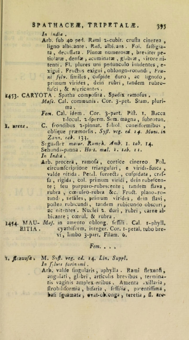 In indi a . Arb. fub 40 peH. Rjmi a-cubir. crufta cinerea , ligno albitaore . Rad. albii.ans . Fol. faftigia- ta , deciiflara . Pinnae numerosae, breviter pe- tiolarae , denfae &gt; acuraindtsc , globtae , virore ni- tenti . FI. plures uni pedunculo inlidentes , e- xigui. Fruftiis exigui, oblongo-rotundi , Pr«- ni fylv. fimiles , cufpide duro , ac lignolo , primum virides , dein rubri , tandem rubro- fufci , &amp; nipricantes . 1453. CARYOTA . Spatha compofita. Spadix ramofus , Msfc. Cal. communis. Cor. 3-pet, Sram, pluri- ma . Ftm. Cal. idem. Cor. 3-part. Pift. i. Bacca l-locul. i-fperm. Sera, magna , fubrotun. t, Mrtnt, C. frondibus l-pinnat. foliol. cuneiformibus , oblique praemorfis . Syjt, veg, ed itf.. Moni.in Zann. tei. 13J. Stguaftfr mai»r. Rumtk. /fmb. J. tab. 14. Sehundd-panna . Ho't. m*l. i. tjb. tt, Jn India . Arb. procera , raraofa , cortice cinereo, Fol, circumfcriptione triangulari, e viridi-fusca , valde nitida . Pecal. furreftj , cufpidata , craf- fa , rigida , coi. primum viridi, dein rubefcen- te ; leu purpuro-rubescente ; tandem flava , rubra , cacfuleo-rubra 5cc. Fruft. plano-ro- tundi , selfiles^ primum virides, dein flavi, poflea rubicundi, tandem rubicundo obscuri , ac nitentes . Nuclei 1. duri , rubri , carne al- bicante ; coerul. &amp; rubra . MAU- Maj. in amento cblong. ftflili . Cal, f-phyll, RITIA . cyathiform. integer. Cor. i-pctal. tubo bre- vi, limbo 3-part. Filara. it, Fem. . . . it JliXUofs% M. Syfi. vtg. ei. 14. Lin. Suppi, In fdvif furinxmi . Arb. valde Angularis, aphylla . Rami fleXuofi, angulati , gl.ibri , articulis brevibus , termina- tis vaginis amplex mtibus . Amenta -xillaria , flrobiliformia , bifaria , feflilia , p3'entiflrima , bali liguamata , «vat-C/b.onga, teretia , £1. Arw-^