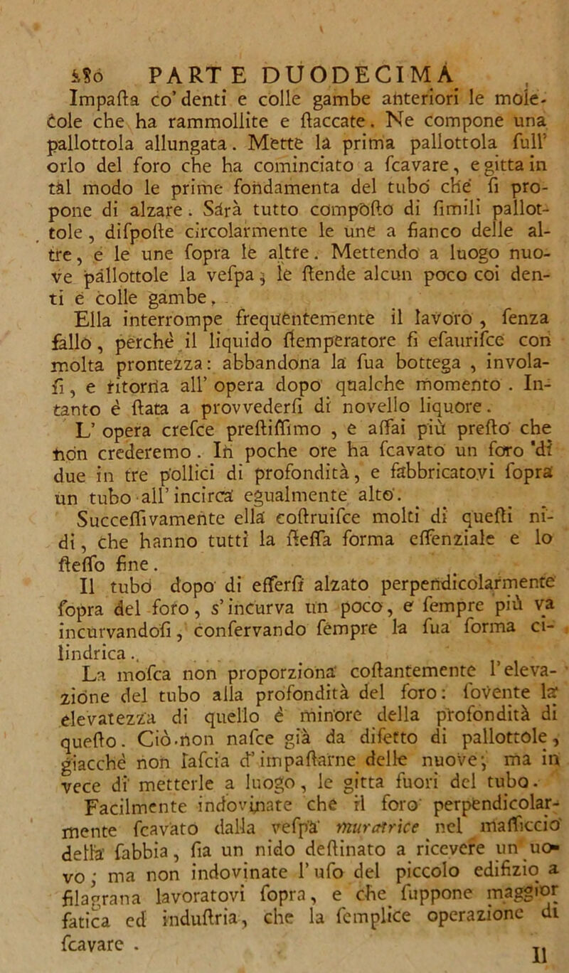 Impatta co’denti e colle gambe anteriori le mole- cole che ha rammollite e fiaccate. Ne compone una pallottola allungata. Mette la prima pallottola Tuli5 orlo del foro che ha cominciato a fcavare, e gitta in tal modo le prime fondamenta del tubo che fi pro- pone di alzare. Sarà tutto compòrto di fimili pallot- tole , difpofte circolarmente le une a fianco delle al- tre , e le une fopra le altre. Mettendo a luogo nuo- ve pallottole la vefpa * le ttende alcun poco coi den- ti è colle gambe. Ella interrompe frequentemente il lavoro , fenza fallo, perchè il liquido ttemperatore fi efaurifce con molta prontezza : abbandona la fua bottega , invola- fi, e htorria all’ opera dopo qualche momento . In- tanto è fiata a provvederfi di novello liquore. L’ opera crefce prettifilmo , e affai più pretto' che ■hdn crederemo . Ih poche ore ha fcavato un foro 'ài due in tre pollici di profondità, e fabbricatovi fopra un tubo all’incirca egualmente alto. Succeffivamente ella eoftruifce molti di quefti ni- di , che hanno tutti la fletta forma effenziale e lo fletto fine. Il tubo dopo di etterfi alzato perpendicolarmente fopra del foro, s’incurva un poco, e fempre più va incurvandoli, confervando fémpre la fua forma ci- lindrica ...... _ ; J La mofca non proporziona' collantemente l’eleva- zióne del tubo alla profondità del foro: fovente la elevatezza di quello è minore della profondità di queflo. Ciò.non nafce già da difetto di pallottole, giacché non lafcia d”impattarne delle nuove-, ma in vece di' metterle a luogo, le gitta fuori del tubo. Facilmente indovinate che ri foro perpendicolar- mente fcavato dalla vefp'à' murai rie e nei rifatticelo della’ fabbia, fia un nido deftinato a ricevere un uo- vo • ma non indovinate l’ufo del piccolo edifizio a fila gran a lavoratovi fopra, e che. fuppone maggior fatica ed induftria, che la femplice operazione di fcavare . T1