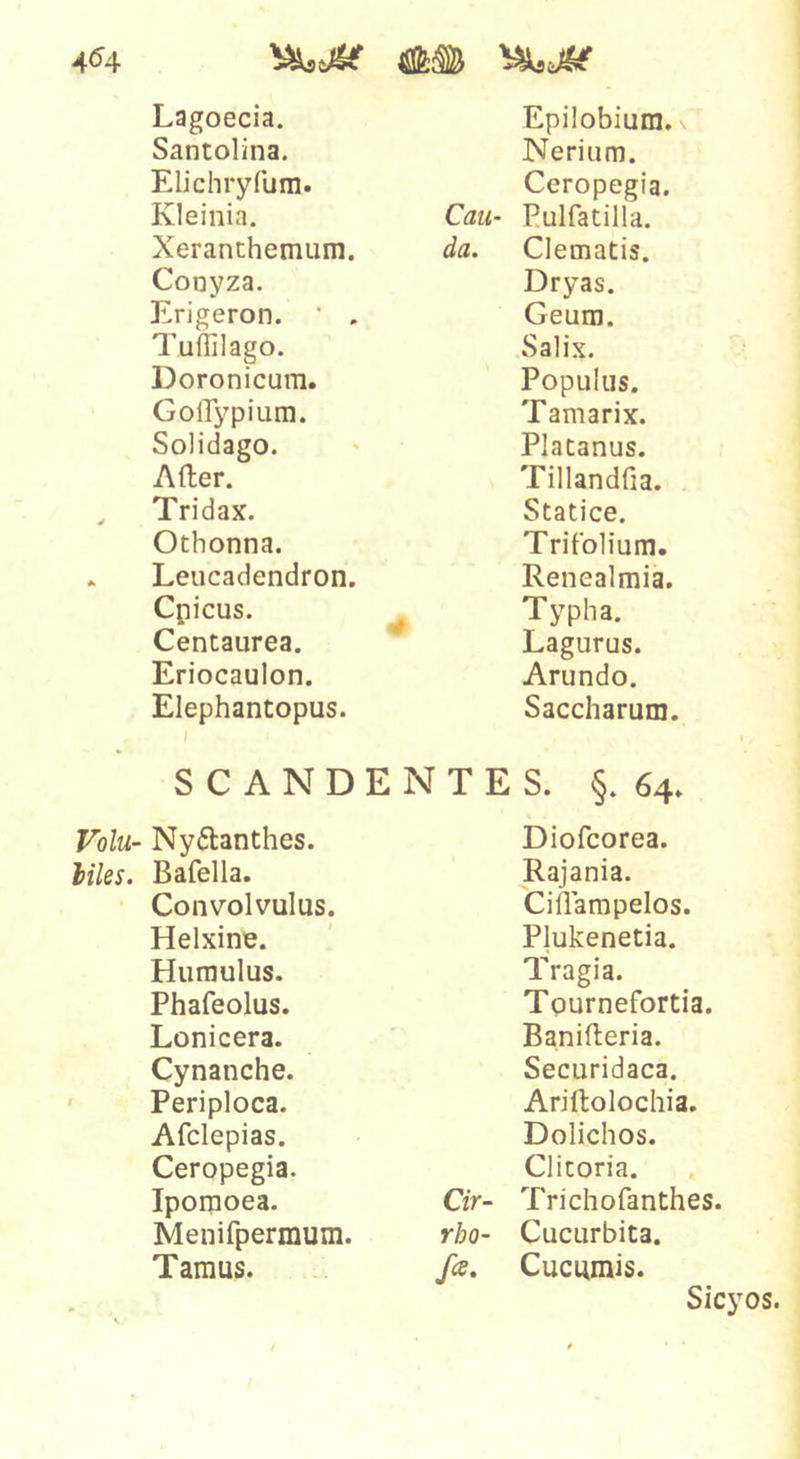 Santolina. Elichryfum. Kleinia. Xeranthemum. Conyza. Erigeron. ’ . Turtilago. Doronicum. GolTypium. Solidago. After. , Tridax. Othonna. .. Leucadendron. Cpicus. Centaurea. Eriocaulon. Elephantopus. Nerium. Ceropegia. Caii- Eulfatilla. da. Clematis. Dryas. Geum. Salix. Populus. Tamarix. Platanus. Tillandfia. Statice. Trifolium. Renealmia. , Typha. Lagurus. Arundo. Saccharum. SCANDENTES. §.64. Volu- Nyftanthes. hiles. Bafella. Convolvulus. Helxine. Humulus. Phafeolus. Lonicera. Cynanche. ' Periploca. Afclepias. Ceropegia. Iporaoea. Menifpermum. Tamus. Diofcorea. Rajania. Cillampelos. Plukenetia. Tragia. Tpurnefortia. Banifteria. Securidaca. Ariftolochia. Dolichos. Clitoria. Cir- Trichofanthes. rbo- Cucurbita. fce. Cucumis. Sicyos.