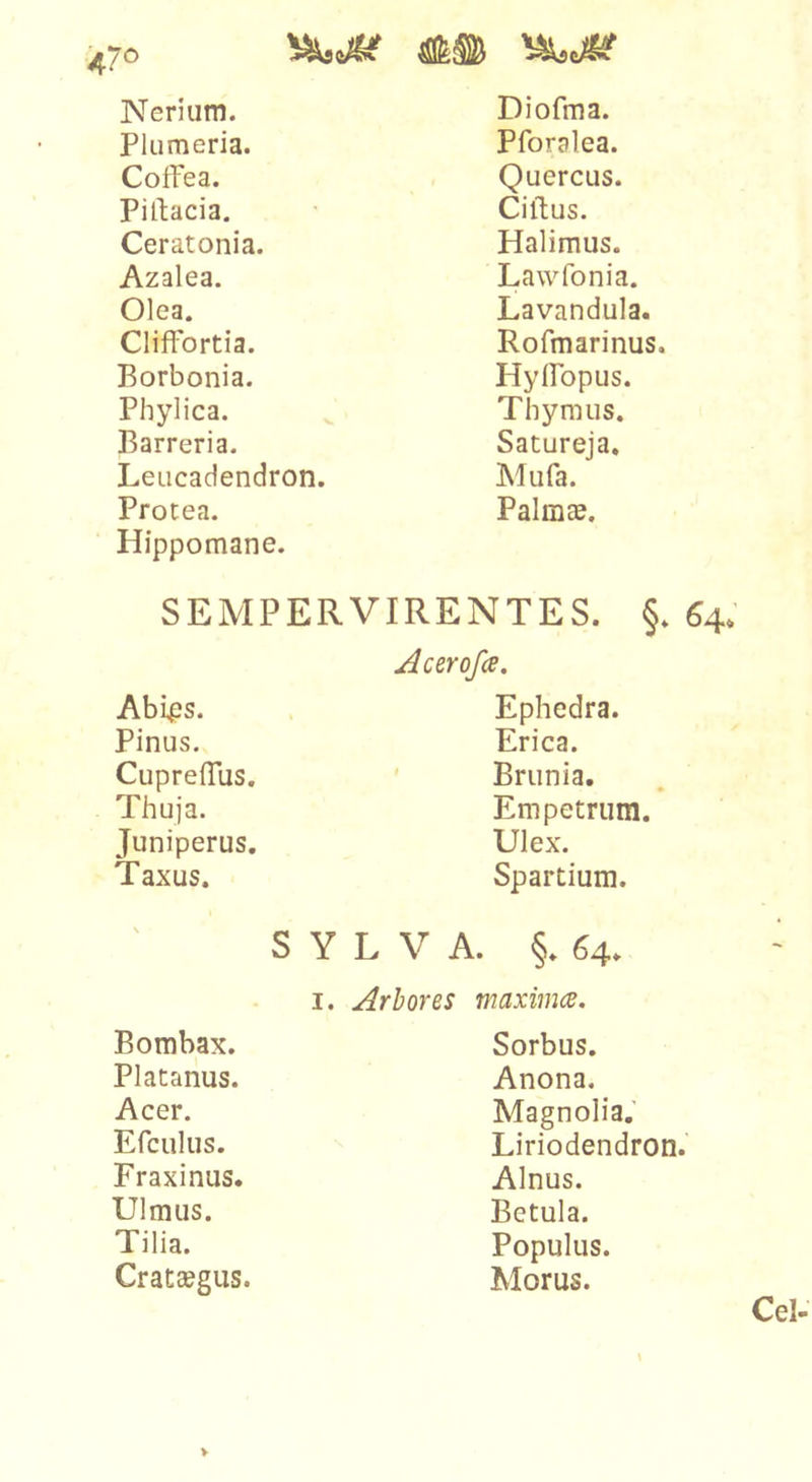 47^ Nerium. Diofma. Plumeria. Pforalea. Coffea. Quercus. Piltacia. Ciftus. Ceratonia. Halimus. Azalea. Lawfonia. Olea. Lavandula. Cliffortia. Rofmarinus. Borbonia. HylFopus. Phylica. Thymus. Barreria. Satureja, Leucadendron. Mufa. Protea. Hippomane. Palmae. SEMPERVIRENTES. §. Acerofi, Abips. Ephedra. Pinus. Erica. CuprelTus. ' Briinia. Thuja. Empetrurn. Juniperus. Ulex. Taxus. Spartium. I. Arbores maximce. Bombax. Sorbus. Platanus. Anona. Acer. Magnolia.' Efciilus. Liriodendroa Fraxinus. Alnus. Ulmus. Betula. Tilia. Populus. Cratsegus. Morus. 64;