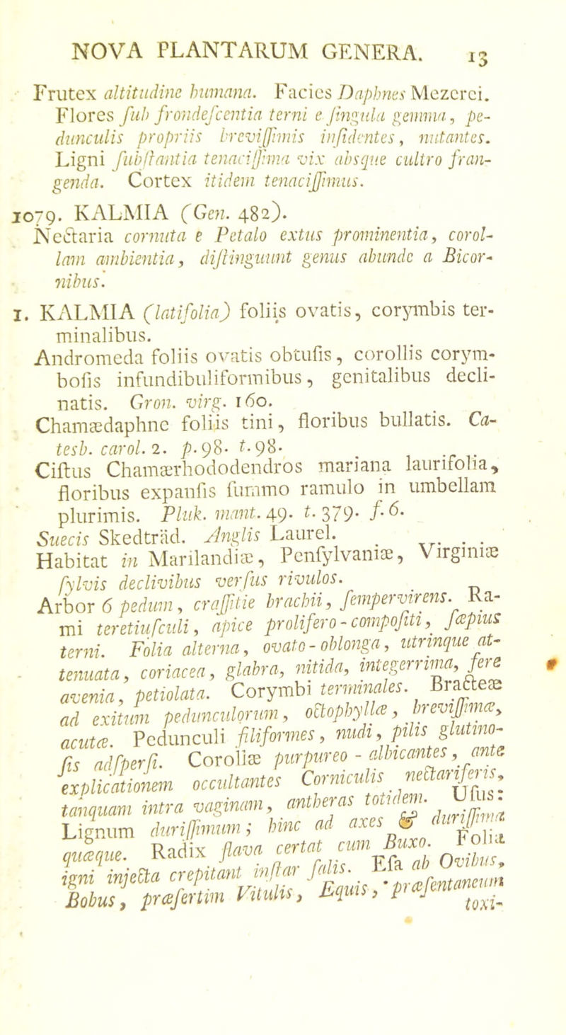 Frutex altitudine hiimann. Facies Daphnes Mezcrci. Y\oves fu!) frondefccntia terni e Jingnla gemma, pe- dunculis propriis breviffimis iiifidentes, nutantes. Ligni fuhlfantia tenncUJhna vix absque cultro fran- genda. Cortex itidem tenacifjimus. jo~c). KALAIIA (Gen. 482). Neftaria cornuta e Petalo extiis prominentia, corol- lam ambientia, dijimguunt genus abunde a Bicor- nibus. I. Kx\LMlA (latifolia) foliis ovatis, cor:&gt;nTibis ter- minalibus. Andromeda foliis ovatis obtufis, corollis corym- bofis infundibidiformibus, genitalibus decli- natis. Gron. virg. 160. Chama^daphne foliis tini, floribus bullatis. Ca- tesb. carol.2. p.pS- t-98- Ciftus Chamarhododendros mariana laurifolia, floribus expanfis fummo ramulo in umbellam plurimis. Pluk. inant.A-9- ^'379' Sueeis Skedtriid. Anglis Laurei. ^ ... Habitat in Manlandiee, Penfylvaniae, Virginue fylvis declivibus verfus rivulos. Arbor 6 pedum, crafftie brachii, fempervirens. Ra- mi teretiufciili, apice prolifero-compofiti Japius terni. Folia alterna, ovato-oblonga, utnnque at- tenuata, coriacea, glabra, nitida, avenia, petiolata. Corymbi tenmnales. Braaeje ad exitum pedunculorum, oBophyllce, In evifjnm, acutce. Pedunculi filiformes, inidi, pihs glutino- Cis adfterfi^ Corollte purpureo - albicantes, ants occultantis Cornicum Lignum iuriirmmn; hinc ad ^ Aque. Radix fiava certat cum ^Foiu igni injeSa crepitant inffm p,-^fe„tanenHi