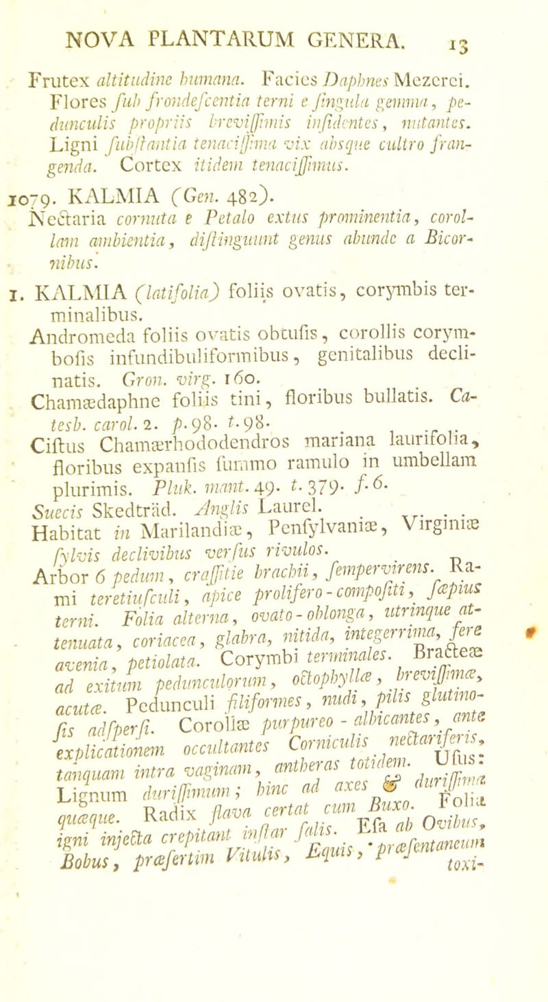 Frutex altitudine humana. Facies Daphnes Mezcrci. Flores fuh frondefcentia terni e Jlugula gemma, pe- dunculis propriis brevijjimis in fidentes, nutantes. Ligni fubflnntia tenacilJhna vix absque cultro fran- genda. Cortex itidem tenaciffnmis. lOTQ. KALAIIA (^Gc?z. 482}. Neftaria cornuta e Petalo extus prominentia, corol- lam ambientia, dijlinguunt genus abunde a Bicor- nibus. I. KALMIA (latifolia) foliis ovatis, corjnnbis ter- minalibus. Andromeda foliis ovatis obtufis, corollis corym- bolis infundibuliformibus, genitalibus decli- natis. Gron. virg. 160. Chamasdaphne foliis tini, floribus bullatis. Ca- tesb. carol.2. /J.pS- t-98- _ , -r CifliLis Chamserhododendros mariana laurifolia, floribus expanfis fummo ramulo in umbellam plurimis. Phik. mant. 4.&lt;). f-379- Sueeis Skedtriid. /Inglis Laurei. _ xr- • • Habitat in MarilandiEC, Pcnfylvanioe, Virginice fylms declivibus verfus rivulos. _ Arbor 6 pedum, craffitie brachii, fempervirens. Ra- mi teretiufculi, apice prolifero-compofiti,^ ppius terni. Folia alterna, ovato - oblonga, utrinque at- - tenuata, coriacea, glabra, mda, avenia, petiolata. Corymbi terminales. ad exitum pedunculorum, o^ophyUa, In evifjnm, acutcE. Pedunculi filiformes, nudi, pihs glutino- fis adfperfi. Corollae purpureo - albicantes, ants innem occultantes Corniculis nebdaiifens. explicationem occultantes tanquam intra vaginam antheras totidem. Ufus: tanquam intra vaginam, UuriUima LiKP.iim ,h&lt;riirmmm; hinc ai axes ^ pnli-t ^ulciue. Radix flasca certat cutnBuxo-^ ^Foha ip^ni injetla crepitant inflat fij ■ '■ p^^fe^anemit