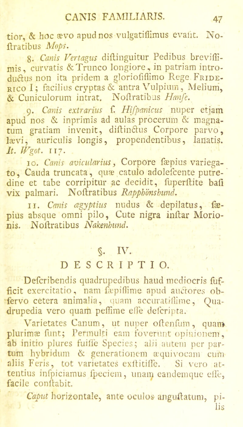 tior, &amp; hoc aevo npudnos vulgatiflimiis evalit. No- Rratibus Mops. 8. Canis Vertagus diftinguitur Pedibus brevilli- mis, curvatis &amp; Trunco longiore, in patriam intro- duftus non ita pridem a gloriofiflimo Rege Fride- RicoI; facilius cryptas &amp; antra \'’ulpium, Melium, &amp; Cuniculorum intrat. NoRratibus Hanfe. 9. Canis extrarius f. Hifpanicus nuper etjam apud nos &amp; inprimis ad aulas procerum &amp; magna- tum gratiam invenit, diftinftus Corpore parvo, lajvi, auriculis longis, propendentibus, lanatis. It. IVgot. 117. 10. Canis aviciilarius, Corpore faepius variega- to, Cauda truncata, qus catulo adolefcente putre- dine et tabe corripitur ac decidit, fuperftite bafi vix palmiari. Noftratibus Rapphdnshund. 11. Callis (egyptius nudus &amp; depilatus, fe- pius absque omni pilo. Cute nigra inltar Morio- nis. Noftratibus Nakenhimd. §. IV. DESCRIPTIO. Defcribendis quadrupedibus haud mediocris fuf- ficit exercitatio, nam faepiflime apud aucrores ob- 'fervo cetera animalia, quam accuratillimc, Qua- drupedia vero quam peflime elle deferipra. Varietates Canum, ut nuper oftenfum, quan&gt; plurimae funt; Permulti eam foverunt opinionem, ab initio plurcs fuifte Species; alii autem per par- tum hybridum &amp; generationem a'qui\'ocam eum aliis Feris, tot varietates exftitiUc. Si vero at- tentius infpiciamus fpeciem, iinaiy candemque elle, facile conflabit. Caput horizontale, ante oculos anguftatum, pi- lis