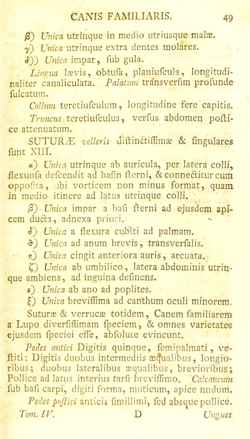 j8) Unica iitrinqiie in medio iitriusqiie malce. 7) Unica utrinqiie extra dentes molares. Unica impar, fub gula. Lmiia Igevis, obtiifa, planiufcula, longitiidi- naliter canaliculata. Palatum transverfim profunde fulcatum. Collum teretiufculum, longitudine ferecapitis. Truncus teretiufculus, verfus abdomen polli- ce attenuatum. SUTUR/E mlkris diilinftiffimaj &amp; fmgulares funt XIII. a) Unica utrinqiie ab auricula, per latera colli, flexuola defcendit ad bafin llerni, &amp;conneftiturcum oppofita, -ibi vorticem non minus format, quam in medio itinere ad latus utrinqiie colli, ' Unica impar a bafi flerni ad ejusdem api- cem dufta, adnexa priori, U72ica a flexura cubiti ad palmam. •S-) Unica ad anum brevis, transverfalis. &gt;j) cingit anteriora auris, arcuata._ 0 Unica ab umbilico, latera abdominis utrin- que ambiens, ad inguina defincns. «) Unica ab ano ad poplites. I) Unica brevillima ad canthum oculi minorem. Suturas &amp; verrucas totidem, Canem familiarem a Lupo diverfiflimam fpeciem, &amp; omnes varietates ejusdem fpeciei clTe, abfolute evincunt. Pedes antici Digitis quinque, femipalraati, ve- lliti: Digitis duobus intermediis m^ualibus, longia- ribus; duobus lateralibus aequalibus, brevioribus; Pollice ad latus interius tarfi breviflimo. Calcaneum fub bafi carpi, digiti forma, muticum, apice nodum. Pedes pojilci anticis fimillimi, fcd absc^ue pollice. Tom.IF. D Ungues