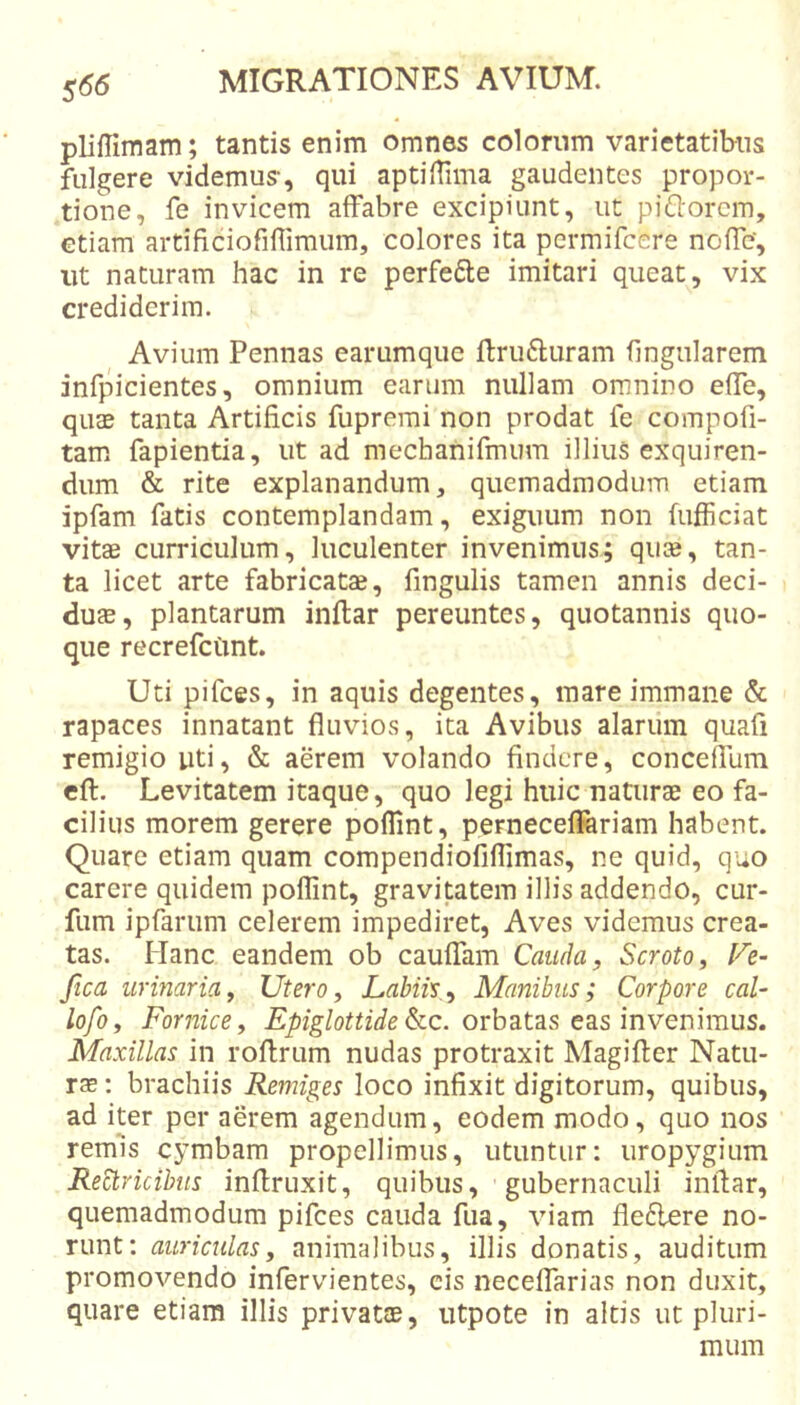 plifTiniam; tantis enim omnes colorum varietatibus fulgere videmus, qui aptiiTima gaudentes propor- .tione, fe invicem aifabre excipiunt, ut pi£lorcm, Gtiam artificiorifliraum, colores ita permifcere nofle, ut naturam hac in re perfefte imitari queat, vix crediderim. Avium Pennas earumque ftrufturam fingularem infpicientes, omnium earum nullam omnino elTe, quae tanta Artificis fuprerai non prodat fe compofi- tam fapientia, ut ad mechanifmum illiuS exquiren- dum &amp; rite explanandum, quemadmodum etiam ipfam fatis contemplandam, exiguum non fufficiat vitae curriculum, luculenter invenimus; quae, tan- ta licet arte fabricatae, fingulis tamen annis deci- duae, plantarum inftar pereuntes, quotannis quo- que recrefcUnt. Uti pifces, in aquis degentes, mare immane &amp; rapaces innatant fluvios, ita Avibus alariim quafi remigio uti, &amp; aerem volando findere, concefllim efl:. Levitatem itaque, quo legi huic naturae eo fa- cilius morem gerere pofTint, pernecefiariam habent. Quare etiam quam compendiofiflimas, ne quid, quo carere quidem poffint, gravitatem illis addendo, cur- fum ipfarum celerem impediret, Aves videmus crea- tas. Hanc eandem ob caulTam Cauda, Scroto, Fe- ftea urinaria. Utero, Labiis,, Manibus; Corpore cal~ lofo. Fornice, &amp;c. orbatas eas invenimus. Maxillas in roflrum nudas protraxit Magifler Natu- rae ; brachiis Remiges loco infixit digitorum, quibus, ad iter per aerem agendum, eodem modo, quo nos remls cymbam propellimus, utuntur: uropygium Retricibus inflruxit, quibus, gubernaculi inllar, quemadmodum pifces cauda fua, viam fleflere no- runt: auriculas, animalibus, illis donatis, auditum promovendo infervientes, eis neceflarias non duxit, quare etiam illis privatae, utpote in altis ut pluri- mum