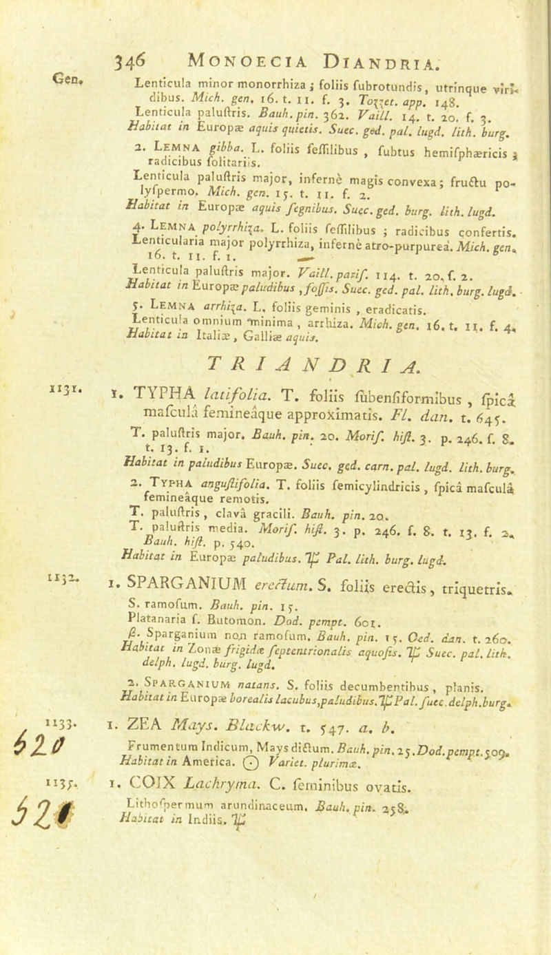 Gçn, dibus. Mich. gen. 16. t, ii. f. 3. Tonet. app. 148. Lentîcula paluftris, Bauh.pin. 362. Vaill. 14, t, 20. f. 3. habitat in Europæ aquis quietis. Suce. ged. pal. ’lugA. lith. burg. 2. Lemna gibba. h. foliis fe/Iilibus , fubtus hemifpbæricis j radicibus fobtarus. Lentîcula paluftris major, infernè magis convexa; fruélu po- lyfpermo, Mtcb. gcn. ij. t. n, f. ‘ habitat in Europæ aquis fegnihus. Suec.ged. burg. lith.lugi. 4. Lemna poLyrrhiia. L. foliis feftilibus ; radicibus çonfertis. Lemiculana major polyrrbiza, infernè atro-purpurea, Mich. gen^ Lenticula paluftris major. Vaill. panf. 114. t. 20, f. 2. habitat in paludibus JoJfts. Suce. ged. pal. lith. burg. lugd. ■ y. Lemna archiva. L. foliis geminis , eradicatis. Lentîcula omnium Tninima , arrluza. Mich. gcn. 16. t. ii. f. 4. habitat ta Italiæ , Galliæ aquis. iijr. T R I A N D R I A. ï. TYPHA latifolia. T. foliis lubenfîformibus , Ipic^ mafculâ femineâque approximatis. FL. dan. t. <545. T. paluftris major. Eauh, pin. 20. Morif. hifi. 3. p. 246 f S. t. 13. f. I. Habitat in paludibus Europæ, Suce. ged. carn.pal. lugd. lith. burg. f^.PHA anguJiifoUa. T. foliis femicylindricis , fpicâ mafeuli femineâque remotis. T. paluftris, clavâ gracili. Bauh. p/n. 20. T. paluftris media. Morif. hifi. 3. p. 246. f. 8. t. 13. f. 3, Bauh. hifi. p. 540. habitat in Èuropæ paludibus. If Pal. lith. burg. lugd. IIJZ. I. SPARGANIUM erefLum.S, foliis ereclis, triquetris» S. ramofum. Bauh. pin. ly. Platanaria f. Rutomon, Dod. pempt. 601. Sparpniura non ramofum. Bauh. pin. i y. Oed. dan. t. 260. Habitat in Zon^ frigidx fcptentrionalis aquofis. Tp Suce. pal. lith. dtlph. lugd. burg. lugd. ~ ^ 2. Sparganium natans. S, foliis decumbentibus , planis. Habitat in Europæ borealis lacubus,paludibus.’lfPal.fucc.delph.burg^ ' “35- 6lû I. ZEA Mays. Blackw. t, ^47. a. b. Frumenturaindicum, ^tiy%dàei\xm.Bauh.pin.2^.I>od.ptmpt.eon, Habitat in America. Q Varlet. plurimee. ^ 5 U I. COIX Lachryma. C. lêminibus ovatis. Litho^permum arundinaceum. Bauh.pin. 25S. Habitat in Indüs. Iju i