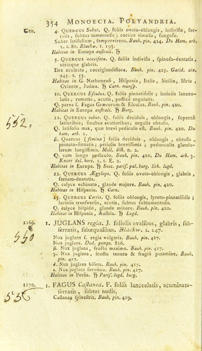 *5 1170. * 3*54 Monoecia. PcJeyandria. ratis, fubtus tomentofis -, cortice rimofo , fungofo. Suber latifolium , fempervirens. ÆtfuA, pi/i. 424. Du Ham, arhi 2. t. 80. Blackw. t. 193, Habitat in Europa aufiraLi. 5, Quercus cocciftra. Q. foliis indivifis , fpinofo-dentatis, utrinque glabris. Ilex aculeata, cocciglandiflora, Biuh. pin. 425. Garîd. ait, ^45- Î3- ^ , Habitat in G- Narbonenh , Hifpania , Italia , Sicilia, Idria , Oriente, Judæa. Carn.monfp. 10. Quercus Efculus. Q. foliis pinnatifidis ; laciniis lanceo- latis , remotis , acutis, poUicè angulatis. Q, parva f. Fagus Græcorum &amp; Efculus. Bauh, pin. 420. Habitat in Europa aufiraLi. 11. Quercus robur. Q. foliis deciduîs , oblongis, fupernè latioribus; finubus acutioribusj ângulis obtulis. Q. latifolia mas, quæ brevi pediculo eft. Bauh. pin. 420. Du ham. arb. 1. fi. Quercus (femina) foliis deciduis , oblongis , obtufis pinnato-finuatis ; petiolis breviflimis j pedunculis glandu- îarum longiflîmis. MUl. diB. n. z. Q. cum longo pediculo. Bauh, pin. 420. Du Ham, arb. 3. Knorr del. hort. i. t. E. z. Habitat in Europa. f? Suec. parif. pal, burg. lith. lugd. 12. Quercus Ægylops. Q. foliis ovato-oblongis , glabris , ‘ ferrato-dentatis. Q. calyce echinato, glande majore. Bauh, pin, 420. - Habitat in Hifpania. fj Carn. 23. Quercus Cerris. Q, foliis oblongis, lyrato-pinnati/idîs j laciniis tranfverfis, acutis, fubtus fubtomentolis. Q. calyce hifpido, glande minore, Bauh. pin. 420, Habitat in Hifpania , Auftria. Lugd. 1. JUGLANS régla. J. foliolis ovalibus, glabris, lub- fèrratis, fùbæquaJibus. Blackw. t. 247. Nux Juglans f. regia vulgaris. Bauh. pin. 417. Nux juglans. Dod. pcmpc. 816. , fi. Nux juglans, fruftu maximo. Bauh. pin, 41^. y. Nux juglans, fruftu tenero &amp; fragili putamîne. Bauh, pin. 417. i. Nux juglans bifera. Bauh. pin. 417. •. Nux juglans ferotino. Bauh. pin. 417. Habitat in Perfia. f? Parif. lugd. burg. I. FAGUS Cajlanea. F. foliis lanceolatls, acumlnato- fèrratis , Hibtus nudis, Callanea fylyeâris, Bauh, pin, 419, N
