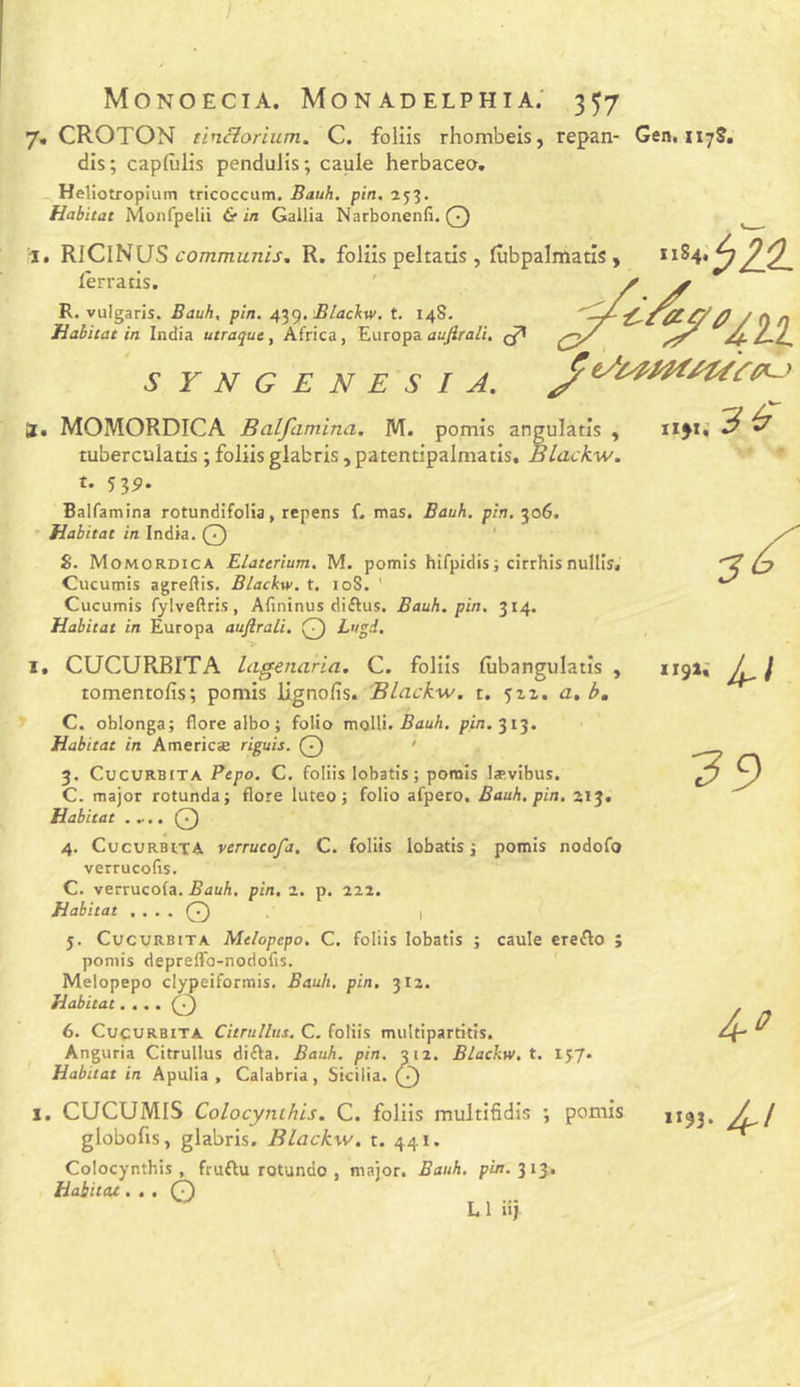 Monoecia. Monadelphia; 3 57 7, CROTON tincîorium. C. folüs rhombels, repan- Gen. iiyS. dis; capfùlis pendulis; caule herbaceo. Heliotropium tricoccum. Bauh. pin, 253. Habitat Monfpelü &amp; in Gailia Narbonenfi. Q RJCINUS R. folüs peltatis , fûbpalmatîs , lerratis. Il R. vulgarls. Bauh, pin. 4^<^, Blachw. t. 148. Habitat in India utraque, Africa, Europa aufirali. SYNGENESI A. 3. MOMORDICA Balfamina. M. pomis angulatis , lubercuiatis ; folüs glabris , patentipalmatis, Blackw. t. 535). Balfamina rotundifolia, rcpens f. mas, Bauh. pin. 306. Habitat in India. Q S. Momordica Elaterium. M. pomis hifpidis ; cirrhis nullls. Cucumis agreftis. Blackw. t. 108. ' Cucumis fylveftris, Afininus diftus. Bauh. pin, 314. Habitat in Europa aufirali. Q i'/gi. X. CUCURBITA Lagenaria. C. folüs fiibangulatis , romentolîs; pomis Ugnofis. Blackw. t. 512. a, b. C. oblonga; flore aibo ; folio molli.-RattA. pin. 313. Habitat in Americæ riguis. Q • 3. CucuRBiTA Ptpo. c. folüs lobatis ; pomis lævibus. C. major rotunda; flore luteo; folio afpero. Bauh, pin, 213, Habitat Q 4. CucuRBtTA verrucofa. C. folüs lobatis j pomis nodofo verrucofis. C. verrucofa. Bauh, pin. 2. p. 222. Habitat . . . . Q 1 5. Cucvrbita Melopepo. C. folüs lobatis ; caule ereflo ; pomis deprelTo-nodofis. Melopepo clypeiformis. Bauh. pin, 312. Habitat.... 6. CucuRBiTA Citrullus, C. folüs miiltipartitis. Anguria Citrullus difta. Bauh. pin. 312. Blackw. t. 157. Habitat in Apulia , Calabria, Sicilia. 1, CUCUMIS Colocynihis. C. folüs multifidis ; pomis globofis, glabris. Blackw. t. 441. Colocynthis , fruftu rotundo , major. Bauh, pin. Habitat... O L1 üj
