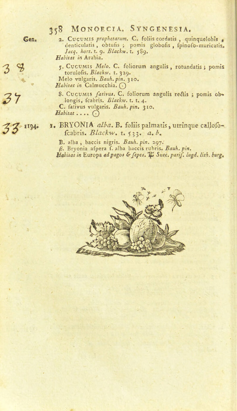 3 ^ S 31 35S Monoecia. Syngënesia. denticulatis , obtufis ; pomis globofis , fpinofo-muricatis. Jacq. hort. t. 9. BLackw. t, 589. Habitat in Arabia. 5. CvcuMis Me/o, C. foliorum angulis , rotundatis ; pomis torulofis. t. 329. Melo vulgaris. Dauh.pin, 310. Habitat in Calmucchia, Q 8. CucuMis fativus. C. foliorum angulis reffis ; pomis ob» longis, fcabris. Blackw, t. t. 4. C. fativus vulgaris. Bauh. pin. 310. Habitat . , Q S. BRYONIA alba. B. folüs palmatîs, utrînque callofà- fcabrls. Blackw. t. 533. a. b., B. alba , baccis nigris. Bauh, pin. 297.' /S. Bryonia afpera f. alba baccis rubris. Bauh, pin. Habitat in Europa adpagos &amp; fepes, Succ.parif. lugd, lith. hurg^