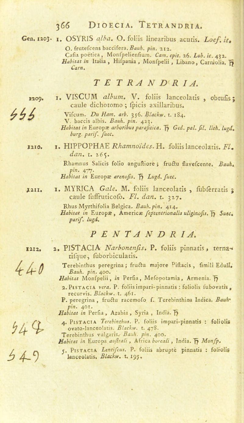 3^6 Dioecia. Tetrandria. Gen. I103. i. OSYRIS alba. O. foliis linearibus acutis. Loef, It» O. frutefcens bacc'ifera. RauA. pin. 212. Cafta poëtica , Monfpelienfium. Cam, epit. 26. Lob. ic. 432. Habitat in lta4ia , Hifpania , Monfpelii, Libano, Cariiiolia, Carn, MOp. 1210. ^211. 12X2. TE T RÂ N D<R IA, I, VISCUM album. V. foliis lanceolatis , obtufis ; caule dichotomo ; Ipicis axillaribus. Vifcum. Du Hdm. arb. 336. Blackw. t. 184. V. baccis albis. Bauh. pin. 423. Habitat in Europæ arborihusparajitica. [^ Ged. pal. fil, lith. lugd, burg. parif. futc. I. HIPPOPHAE H. foliis lanceolatis. iY, dan. t. 265. Rhatnnus Salicis folio angulliore ; fruftu flavefcente. Bauh. pin. 477. Habitat in Europæ arenofis. Lugd. futc. 1, MYRICA Gale. M. foliis lanceolatis , fùbfèrratis j caule fitfTruticofô. FL. dan. t. 327. Rhus Myrthifolia Belgica. Bauh. pin. 414. Habitat in Europæ , Americæ feptentrionalU uUginofis, Suec» parif. lugd. PENTANDRIA. 2. PiSTAClA Narbonenfis, P. foliis pinnatis, terna-^ tilque, fùborbiculatis. , Terebinthus peregrina ; fruAu majore Piftacis , fimili EdulF, Bauh. pin. 400. Habitat Monfpelii, in Perfia , Mefopotamia , Armenia. 2,PisTACiA vera. P. foliisimpari-pinnatis : foliolis fubovatis , recurvis. Blackw. t. 461. P. peregrina , fruftu racemofo f. Terebinthina Indica. Bauh pin. 401. Habitat in l’erfia , Arabia , Syria , India. Jÿ 4. PisTACiA Terebinthus. P. foliis impari-pinnatis : foliolis ovato-lanceolatis. Blackw. t. 478. Terebinthus vulgaris.- Bauh. pin. 400. Habitat in Europa auflrali, Africa èorea/i , India, Monfp. y. PisTACTA Lentifcus. P. foliis abrupte pinnatis : foliolis lanceolatis. Blackw. t. ijj.