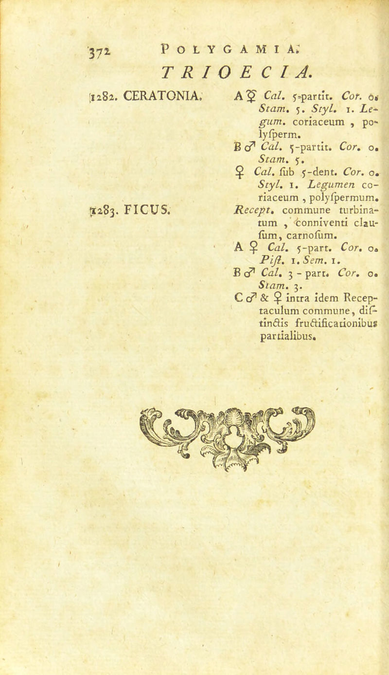r 3-71 Polygamia; T R I O E C I A. [iiBi. CERATONIA, A”^ CaL f^partit. Cor. ô»- / ^283. FICUS. Stam, 5. Scyl. i. Ze-* gicm. coriaceum , po- lyfperm. B Cal. 5-partit. Cor. o. Stam. 5, Ç C’a/, fùb 5-dent. Cor. o. 5ry/. I. Legumen co- riaceum , polyfpermum. Recept, commune turbina- tum j’ tonniventi clau- fûm, carnofùm. A Ç Cal. 5-part. Cor, o» Pijl. I. Sem. I. B cP’ Cal, 3 - part. Cor. o. Stam. 3. C cP’ &amp; Ç intra idem Recep- taculum commune, dif^ tindis fruftificationibus partialibus.