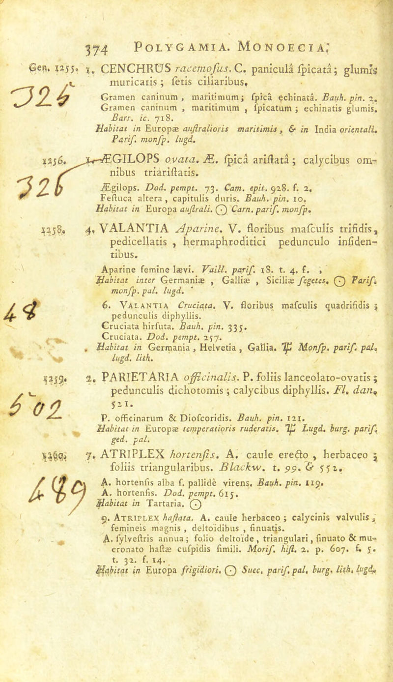 /•K niuricatis ; fètis clliaribus. Gramen caninum , maritimum; fpicâ Bauh. pin. z. Gramen caninum , maritimum , fpicatum ; echinatis glumis, Barr. ic. 718. Habitat in Europæ aujlraüoris maritimis, &amp; in India orientalL Parif, monfp. lugd. ïî;6. ^,4.*-ÆGIL0PS ovata. Æ. fpicâ ariflatâ ; calycibus om- nibus triariftatis. Ægilops. Dod. pempt. 73, Cam, epit, 928. f. 2, Feftuca altéra, capitulis diiris. Bauh. pin. lo. Habitat in Europa aujlrali, Q Carn, parif. monfp. \ 4, VALANTIA Aparine. V. floribus mafculis trifidis, pedicellatis , hermaphroditici pedunculo infiden- tibus. Aparine femine lævi. Vaill. parif. iS. t. 4. f. , Habitat inter Germaniæ , Galliæ , Siciliæ fegetes, Q Parif, monfp. pal. lugd. 6. Vax. A N TI A Cruciata. V. floribus mafculis quadrifidis } pedunculis dipbyllis. Cruciata hirfuta. Bauh. pin. 335, Cruciata. Dod. pempt. 257. , Habitat in Germania, Helvetia , Gallla. Tp Monfp. parif. pal, lugd, lith. 2, PARîETARIA P. foliis lanceolato-ovatis ; ^ pedunculis dichotomis ; calycibus diphyllis. Fl. dan^ 6 oo P. officinarum &amp; Dlofcoridls. Bauh. pin, 121. Habitat in Europæ temperatioris ruderatis. If Lugd. burg, parif ged, pal. I f 7, ATRIPLEX hortenfis, A. caule erefto , herbaceo j foliis triangularibus. Blackw, t. pp, &amp; A. hortenfis alba f. pallidè virens. Bauh. pin, 119. À. hortenfis. Dod, pempt. 61^, Habitat in Tartaria. Q 9. Atriplex haflata. A. caule herbaceo ; calycinis valvulis 4 femineis magnis , deltoïdibus , finuatis. A. fylveftris annua ; folio deltoïde , triangulari, finuato &amp; mu- cronato haftæ cufpidis fimili. Morif. hi/l, 2. p. 607. E J» t. 32. f. 14. Habitat in Europa frigidiori, Q Suec, parif, pal, burg, lith, lugd^