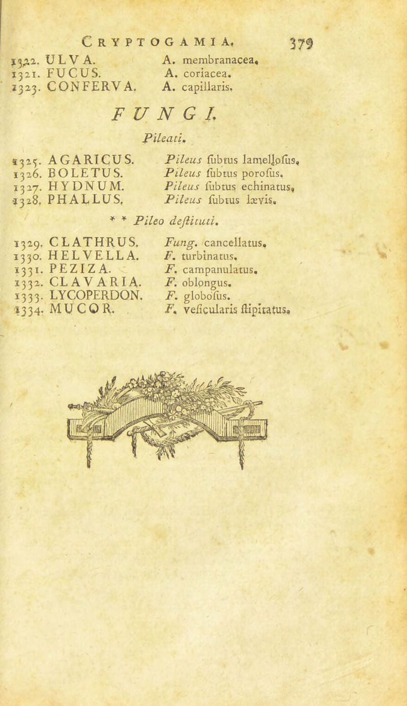 ïî;ia. ü L V A. 1321. FUCUS. Z323. CONFERVA. A. membranacea, A. coriacea. A. capillaris. F U N G L PUeacl. S325. AGARICUS, 1326. BOLETUS. 1327. HYDNUM. .1328. PHALLUS, 1329. CLATHRUS. 1330. HELVELLA. 1331. PEZIZA. 1332. CLAVARIA. Ï333. LYCOPERDON. 1334. MU CO R. Pileus fiibtus lamellpfiis, Pileus fiibtus porofùs, Pileus (libtus echinatus» Pileus fubius lævis. • deflitud. Fung. cancellatus, F. turbinatiis. F. campanulatus, F. oblpngus. F. globoFis. F^ veFcularis ftipitatus.