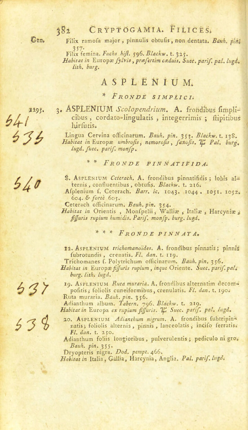 üeni Ïl9j. Ho 3S2 CrYPTÔGAMIA» FiLICÈSi Filîx ramofa major , pinnulis obtufis, non dentata. Bauh, plài 3 57- . Filix femina. Fuchs hijl, ^^6. Blackw. t. 325. Habitat in Europæ fylvis, protftrtim cxduis. Suee, parif. pal. Ingd, lith. hurg. ASPLÉNIUM. * Fronde simplich 5, ASPLENIUM Scolopendrium, A. froridibus lîmplî- cibus, cordaio-Iingulatis , integerrimis ; flipitibus lûrfùtis. Lingua Cervina officinarum. Baüh. pin, 3J3, Blackw.t. 138. Habitat /n Europæ nmbrofis^ nemorofis, faxojis. Pal. burg, lugd. fuec, parif, monfp, * * Fronde pin natifida. S. Asplénium Ceierach. A. frondibus pinnatifidis ; lobis al- gérois, confluentibus, obtufis. Blackw. t. 216. Afplenium f. Ceterach. Barr. ic, 1043. 1044. 1051. 1052s 604. & forte 605. Ceterach officinarum. Bauh, pin. 354. Habitat in Orientis , Monfpelii, Walliæ * Italiæ j Harcyniæ ^ fifuris Tupium humidis. Parif. monfp. burg. lugd. * * * Fronde pinnata, 12. Asplénium trichomanoïdes. A. frondibus pinnatisj pinnîs fubrotundis , crenatis. F/, dan. t. 119. Trichomanes f. Polytrichiim officinarum. Bauh. pin. Habitat in Europæ fijfuris rupium , inque Oriente. Suec, parif.pâli burg. lith. lugd. 19. Asplénium Rutd muraria. A. frondibus alternatim decom- polîtis j foliolis cuneiformibus, crenulatis. FL. dan. t. 190s Ruta muraria. Bauh. pin. 356. Adianthum album. Tabern, 796. Blackw, t. 219. Habitat in Europa ex rupium fiffuris. Tf Suec. patif. pal. lugd, 20. Asplénium Adianthum nigrutn. A. frondibus fubtripîn- natisj foliolis alternis , pinnis , lanceolatis , Incifo ferratis» Fl. dan. t. 250. Adianthum foliis longioribus , pulverulentis ; pediculo ni gro, Bauh. pin. 355. Dryopteris nigra. Dod. pernpt. 466. Habitat in Italia, Gallia, Harcynia, AngÜa. Pal, parif, lugd.