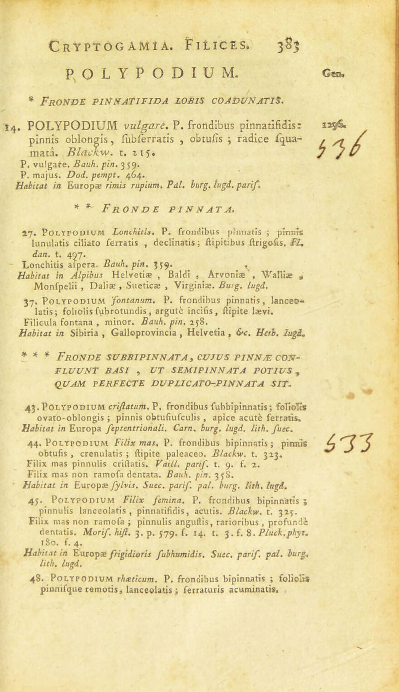 POLYPODIUM. * Fronde pinnatifida losis coadunatiS. Geib Î4. POLYPODIUM vulgare. P. frondibus pinnatifidîs: pinnis oblongis, fijbferratis , obtu/îs ; radice fq^ua- matà. Blackw. t. z 15. P, vulgare. Bauh. pin. 3 59. P. majus. Dod. pcmpt. 464. Habitat in Europæ rimis rupium^ Pal. hurg. tugd. parifi * * Fronde pinnata. 17. POLYPODIUM Lonchitis. P. frondibus pinnatis ; pînnîs lunulatis ciliato ferratis , declinatis ; ftipitibus ftrigo-fis. PL, dan. t. 497. ~ Lonchitis afpera. Bauh. pin. 359. ^ Habitat in Alpibus Helvetiæ , Baldî , Arvoniæ ’, Walliæ ^ Monfpelii , Daliæ , SuetLcæ , Virginiæ. Bwg. lugd. 37, PoLYPODiuM 'fontanum. P. frondibus pinnatis, lanceo-» latis; foliolis fubrotundis, argutè incifis, ftipite lævi. Filicula fontana , minor. Bauh. pin. 258. Habitat in Sibiria , Galloprovincia , Helvetia, &amp;c. Herh. lugi. * * * Fronde suBsipiNNATAi cvjvs pinnæ.con- FLUUNT BASI , UT SEMIPINNATA POTIUS ^ QUAM PERFECTE DUPLICATO-PINNATA SIT. 43. POLYPODIUM crijlatum. P. frondibus fubbipinnatis; foTîoTîs ovato-oblongis ; pinnis obtufiufculis , apice acutè ferratis. Habitat in Europa fcptentrionali. Carn. burg. lugd. lith. fuec. 44. PoLYPODiuM Filix mas. P. frondibus bipinnatis ; pinnis obtufis , crenulatis ; ftipite paleaceo. Blackw. t. 313, Filix mas pinnulis criftatis. VaiLl. parif. t. 9. f. 2. Filix mas non ramofa dentata. Bank. pin. 338. Habitat in Europa: fylvis. Suec. parif. pal. burg. lith. lugd. 45. PoLYPODiUM Filix femina. P. frondibus bipinnatis ; pinnulis lanceolatis , pinnatifidis, acutis. Blackw. t. 323. Filix mas non ramofa ; pinnulis anguftis, rarioribus . profundè dentatis. Morif. hifi. 3. p. 579. f. 14. t. 3. f. 8. Pluck.phyt. iSo. f. 4. Habitat in Earopx frigidioris fubhumidis. Suec. parif. pal. hurg, lith. lugd. 48. PoLYPODiUM rheeticum. P. frondibus bipinnatis ; folioEs pinnifque remotis, lanceolatis ; ferraturis acuminatis. ,