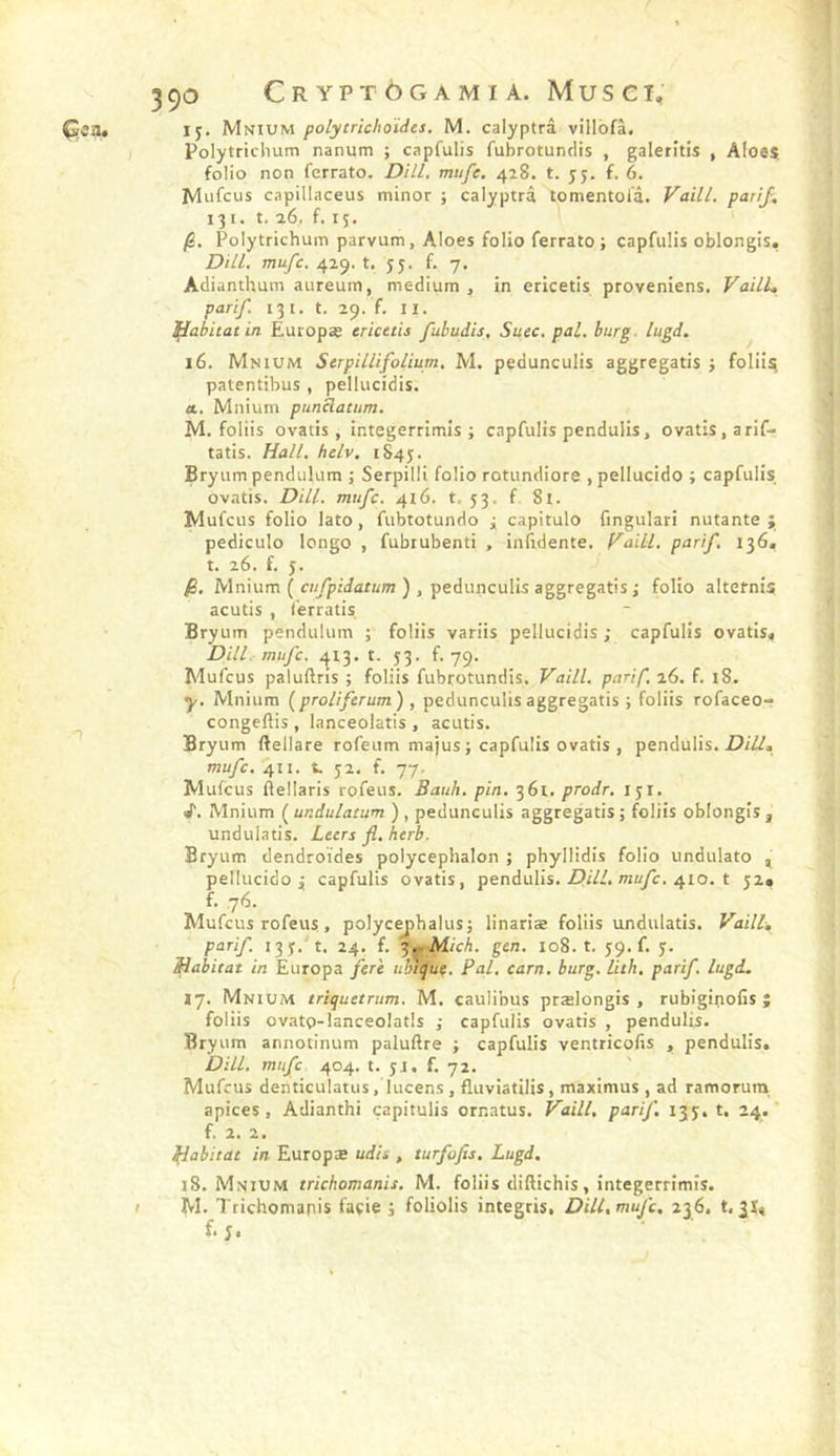 15. Mnium polycrichoïdes. M. calyptrâ villofà. Polytrichum nanum ; capfulis fubrotunclis , galen'tis , Aloes folio non ferrato. Dill. mufe, 428. t. jy. f. 6. Mnfcus capillaceus minor ; calyptrâ tomentoiâ. Vaill. parif. 131. t. a6, f, 13. jS. Polytrichum parvum, Aloes folio ferrato ; capfulis oblongis, Dill. mufc. 429. t. 55. f. 7. Adianthum aureum, medium , in ericetis proveniens. Vaill, pari/. 13t. t. 29. f. II. flabitat in Europaj ericetis fubudis, Suec. pal. burg. lugd. 16. Mnium SerpilUfolium. M. pedunculis aggregatis j folii^ patentibus , pellucidis. tt. Mnium punblatim. M. foliis ovatis, integerrimis ; capfulis penduHs, ovatis.arif- tatis. Hall. helv. 1845. Bryum penduKim ; Serpilli folio rotundiore , pellucido ; capfulis ovatis. Dill. mufc. 416. t. 53. f 8i. Mufcus folio lato, fubtotundo ^ capitulo fingulari nutante ; pediculo longo , fubrubenti , inhdente. Vaill. parif. 136* t. 26. f. 5. 0. Mnium ( CHypriar/zOT ), pedunculis aggregatis ; folio altefnis acutis , ferratis Bryum pendulum ; foliis variis pellucidis ; capfulis ovatis^ Dill.- mufc. ^^13. t. 53. f. 79. Mufcus paluftris ; foliis fubrotundis. Vaill. parif. 26. f. 18. y. Mnium (proliferum) , pedunculis aggregatis ; foliis rofaceor congeftis , lanceolatis , acutis. Bryum (lellare rofeum majus ; capfulis ovatis , pendulis. mufc, 411. t. j2. f. 77. Mufcus ftellaris rofeus. Bauh. pin, '^(>1. prodr, 151. /. Mnium ( ur.dulacum ) , pedunculis aggregatis ; foliis oblongis , undulatis. Leers fl. herb. Bryum dendrotdes polyceplialon ; phyllidis folio undulato ^ pellucido^ capfulis ovatis, pendulis. Z?r7f. otü/c. 410. t 52» f. 76. Mufcus rofeus, polycephalus; linariæ foliis undulatis. Vaill, parif I3y. t. 24. f. jm^Mich. gen. 108. t. 59. f. y. Mabitat in Europa fer'e ubtijuc. Pal, carn. burg. lith, parif. lugd. ij. Mnium triquetrum. M. caulibus prælongis , rubiginofis ; foliis ovatp-lanceolatls ; capfulis ovatis , pendulis. Bryum annotinum paluftre ; capfulis ventricofis , pendulis. Dill, mufc 404. t. yi. f. 72. Mufcus denticulatus, lucens , fluviatilis, maximus , ad ramorum apices , Adianthi çapitulis ornatus. Vaill. parif I3y. t. 24. f. 2. 2, fjabitae in Europæ udis , turfofis. Lugd. 18. Mnium trichomanis. M. foliis diftichis, integerrimis. M. Trichomanis façie j foliolis integris, DiU.mufc, 236. t, Jï, f- ■ .