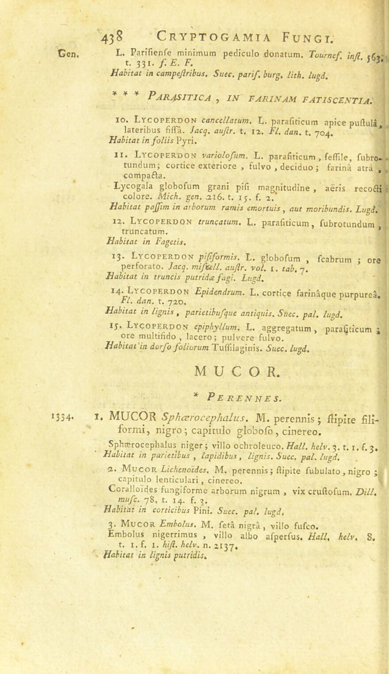 L, Parifienfe minimum pediculo donatum. Tournef in(l t/î»’ t. 331. F. J'^3. Habitat in campejlribus. Suec. parif. burg, lith. lugd. * * * PaRASITICA , IN FARINAM FATISCENTIA. 10. Lycoperdon canccllatum. L. parafiticum apice puftulâ ' lateribus fifl'â. Jacq, aujlr. t, 12, Fi, dan. t. 704. * Habitat in foliis Pyri. ïi. Lycoperdon variolofnm. L. parafiticum, feflile, fubro- tundumj cortice exteriore , fulvo , deciduo i farina atrà , compafta. Lycogala globofum grani pifi magnitudine , aëris recofH colore. Mich. gen, .216. t. 15. f. 2.* Habitat pajfim in arborum Tamis emortuis ^ aut moribundis. Lugd, 12. Lycoperdon trunçatum, L. parafiticum, fubrotundum truncatum. ’ Habitat in Fagetis, ^3 Lycoperdon pififormis, L. globofum , fcabrum j ore perforât©. Jacq. miftelL auftr. vol. i. tab, 7. Habitat in t rancis putridafagi. Lugd. 14. Lycoperdon Epidendrum. L. cortice farinâque purpureâ. Fl. dan. t. 720. n 1 P » Habitat in lignis, parietibufque antiques. Suec, pal. lugd. IJ. Lycoperdon epiphyllum. L. aggregatum , parafiticum i ore multifido , lacero; pulvere fulvo. Habitat in dorfo foliurum Tuflîlaginis. Suec, lugd, M U C O R. * Perennes. î. MUCOR SphærocepJialiis. M. perennis ; flipite fîlî- forrai, nigro ; capitulo globofo , cinereo. Sphærocephalus niger; villo ochroleuco. Aefv. 3. t.i. f. 3. Habitat in parietîbus , lapidibus, lignis. Suec. pal. lugd. O.. Mucor Zi/c/ienoïicj, M. perennis ; ftipite fubulato, nigro ji capitulo lenticulari, cinereo. * Coralloïdes fungiforme arborum nigrum , vix cruftofum, Dill, mufe. 78, t. 14. f. 3, Habitai in corticibus Fini. Suec. pal. lugd, 3. Mucor Embolus, M. fetâ nigrà, villo fufeo. Embolus nigerrimus , villo albo afperfus. Hall, helv. S, t. I. f. I. hiji. helv. n. 2137. % Habitat in lignis putridis. ^