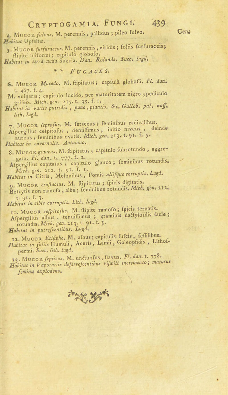 GenJ '4. Mucor/«/vuj. M. perennis, pallidus ; plleo fulvo. Habitat Uplaliæ. 5. bAvcoKfurfuraceus. M. perennis , viridis ; foins furfuraceis; ftipite hliformi ; capitulo globofo. Habitat in titra nuda Suecia. Dan. Rolande. Suce. lugd. Fugaces. 6. Mucor Mucedo. M. ftipitatus; capfulâ globofâ. Fl. dan, t. 467. f. 4. . . , M. viilgaris; capitulo lucido, per matuntatem nigro jpediculo Mich.gen. ai j. t. 95. f. i. _ . ^ , , fr Habitat in variis putridis , pane ,plantis. &amp;c. Gallob. pal. naJJ. lith. lugd. n. Mucor leprofus. M. fetaceus ; fetninibus radicalibus._ Afpergillus ceipitofus , denfilTimus , initio niveus , deindc aureus ; feminibus ovatis. Mich. gen. 113. t. 91. t. J. Habitat in cavernulis. Autumno. S. Mvcor glaucus, M. ftipitatus ; capitulo fubrotundo , aggre- Afp^rgillus cîpitatus^r capitulo glauco ; feminibus rotundis. Mich. een. aia. t. 91. f. I* _ . t „. Habitat i« Citris, Melonibus , Pomis alufyue corruptis. Lugd. 9. Mucor cruftaccut. M. ftipitatus ; fpicis digiutis. ^ Botrytls non ramofa , alba ; feminibus rotundis. MicA. gen. 112, t. 91. f. 3. Habitat in cibis corruptis. Lith. lugd. 10. Mucor cefpitofus. M.ftipite ramofo; fpjcis jer^atis; _ Afpergillus albus , tenuilfimus ; graminis daftyloidis facie , rotundis. Mich. gen. 213. t. 91. f. 3. Habitat in putrefeentibus. Lugd. 11. Mucor ErJfiphe. M. albus ; capitulis fufeis felTilibu^^^^^^ Habitat in foliis Humuli, Aceris, Lamii, Galeopfidis , Lithof- permi. Suec, lith. lugd. 12 Mucor feptkus. M. unftuofus , flavus. Fl. dan. t. 778. Habitat in Vaporanis deferve/centibus vifibili incremento i matutut femina cxplodcns. }